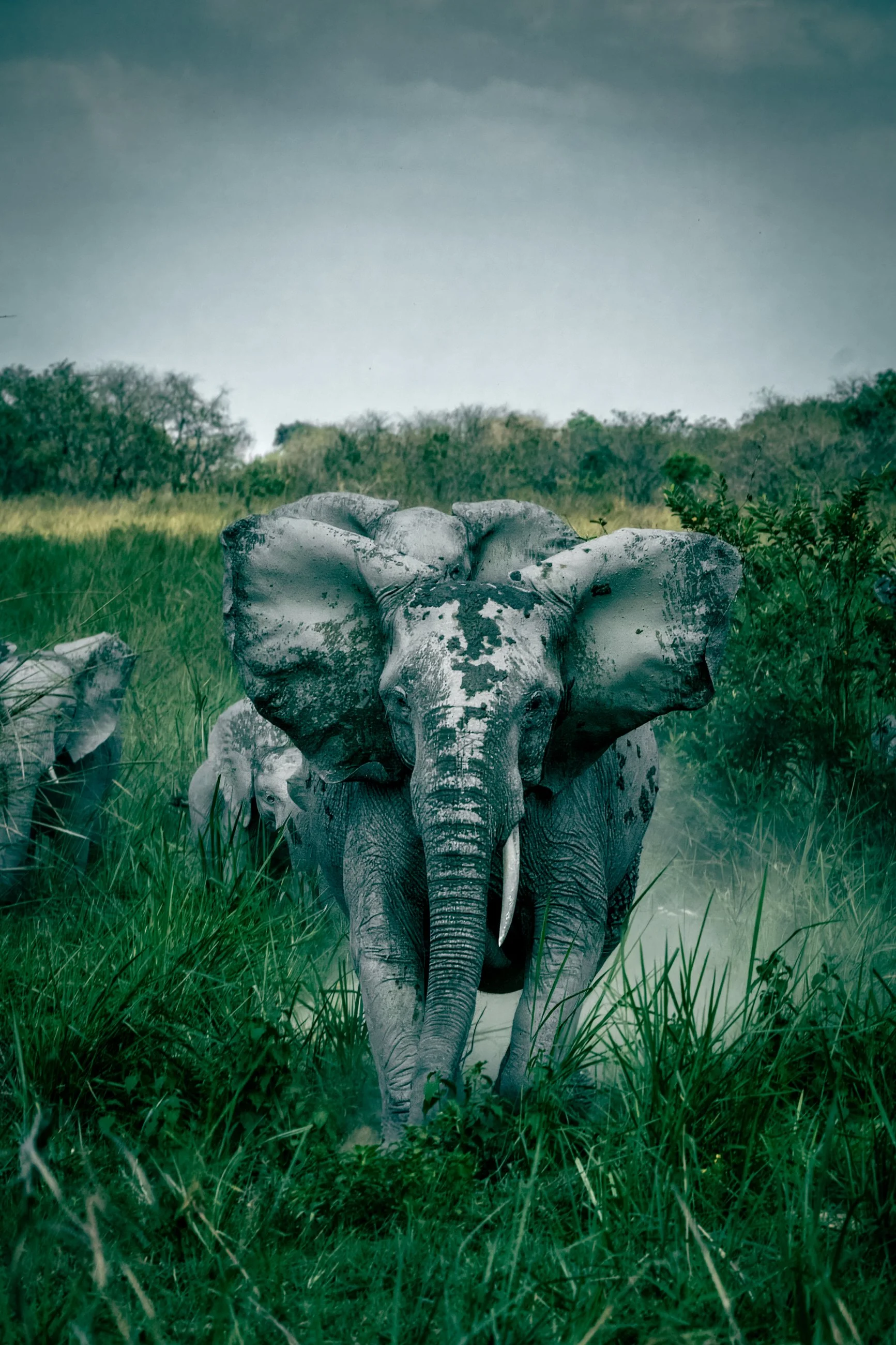A charging mother elephant in a grassy field with trees in the background and a cloudy sky.
