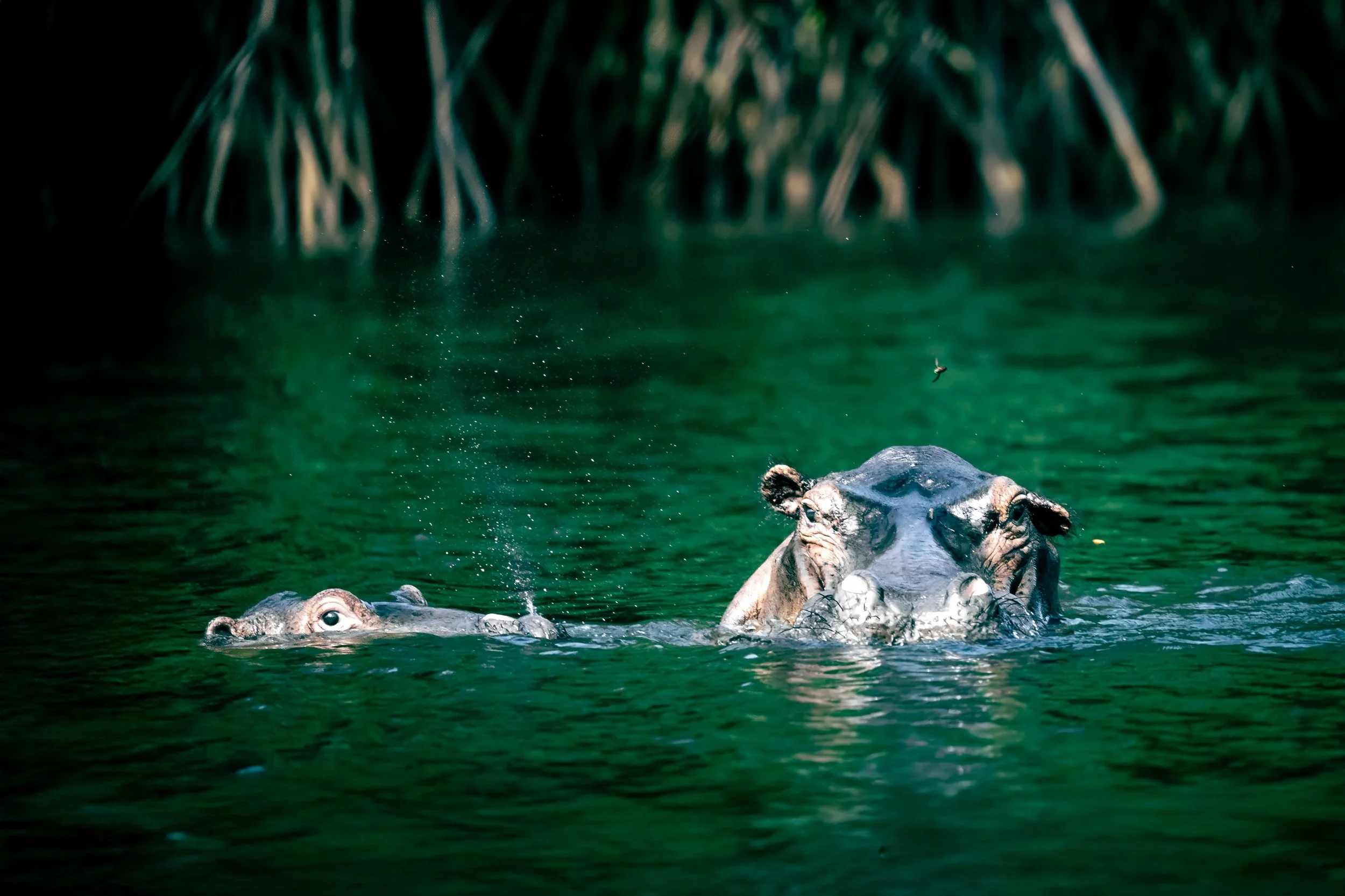 A hippopotamus partially submerged in water with only its eyes and part of its head visible. The background features tall grass or reeds.