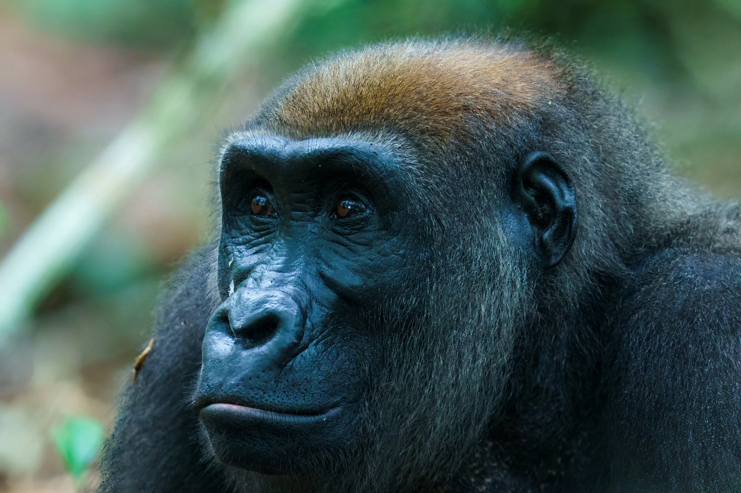Close-up image of a gorilla's face with dark fur and expressive eyes surrounded by blurred green foliage.