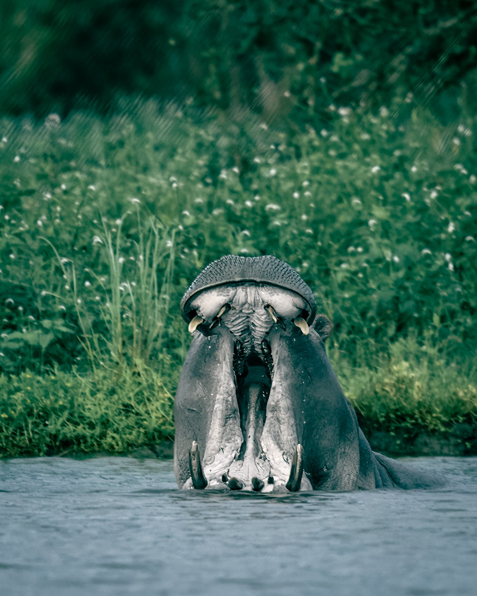 A hippopotamus submerged in water with only its head and part of its back visible, surrounded by green foliage and grass.