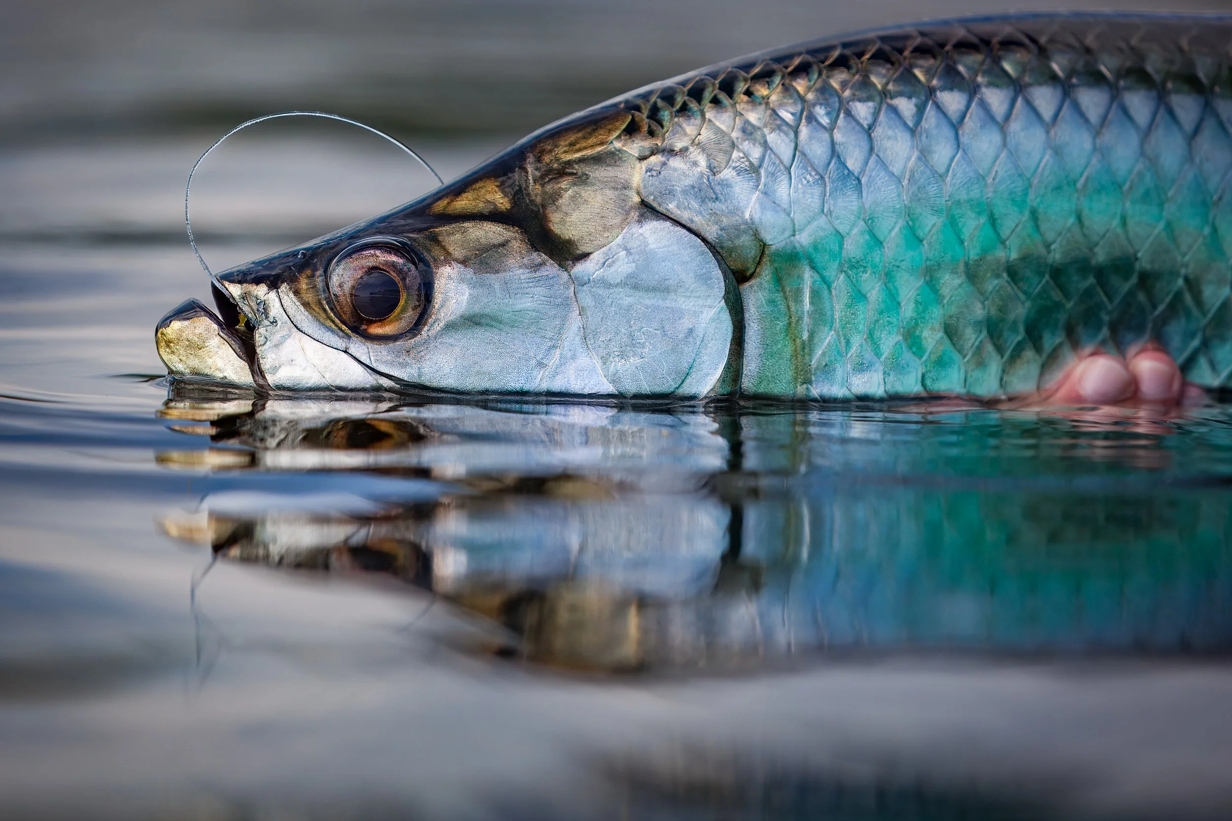 Close-up of a fish lying on water surface, showing detailed scales and eye.