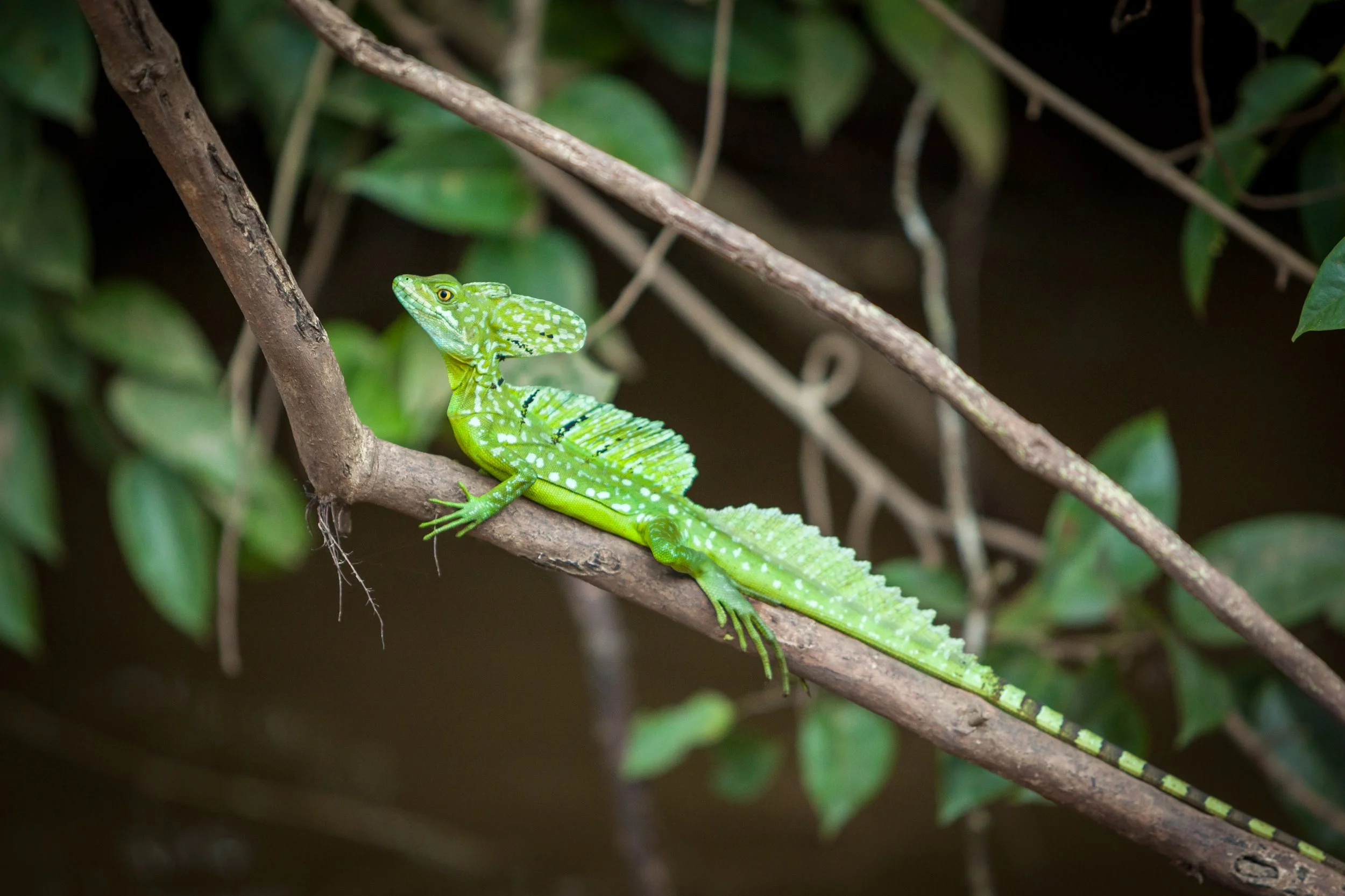 A vibrant green lizard with white and black markings on its back, resting on a tree branch surrounded by green foliage.