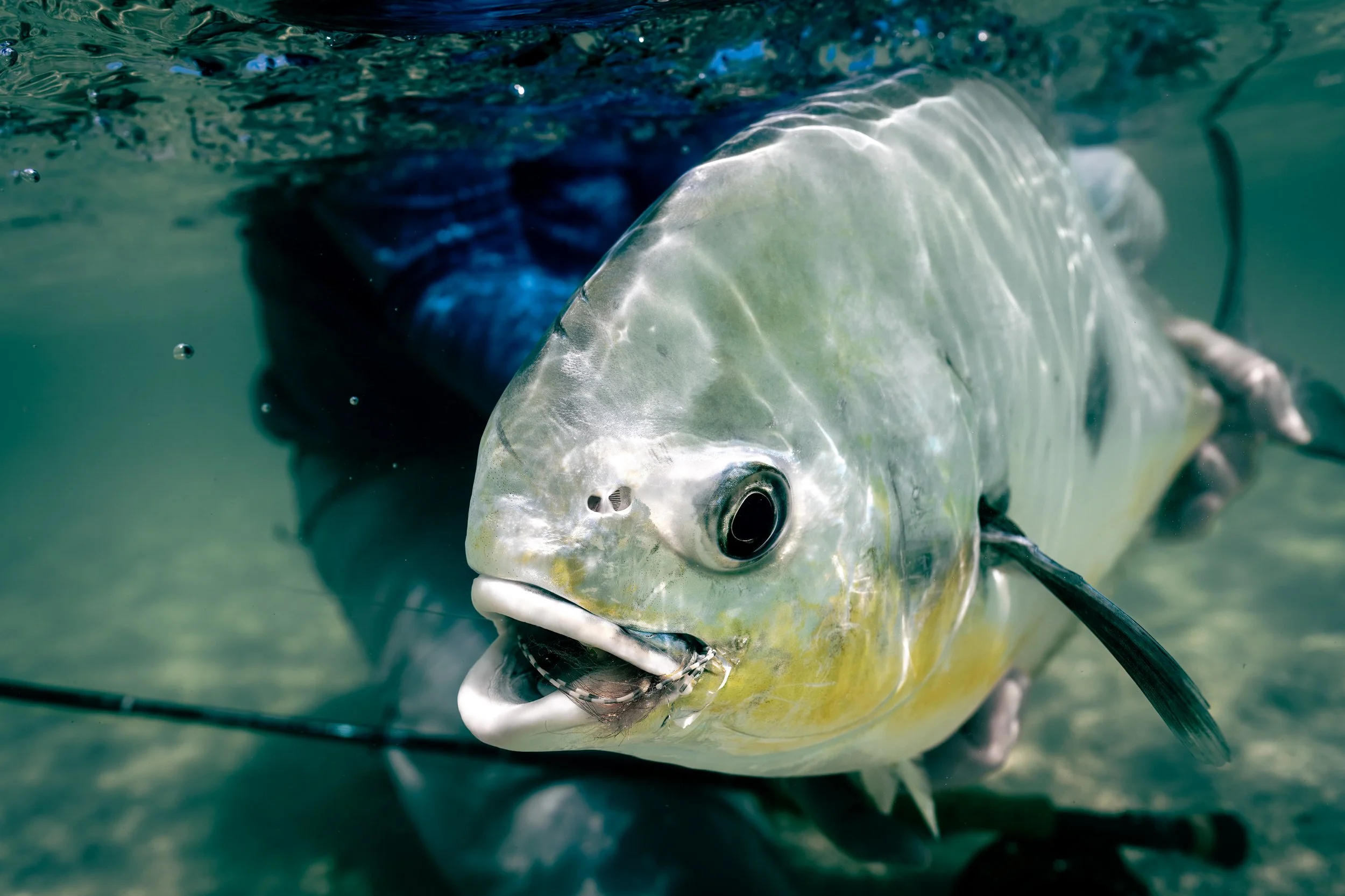 A large permit shown underwater, close-up view, with a wide mouth and prominent eye.