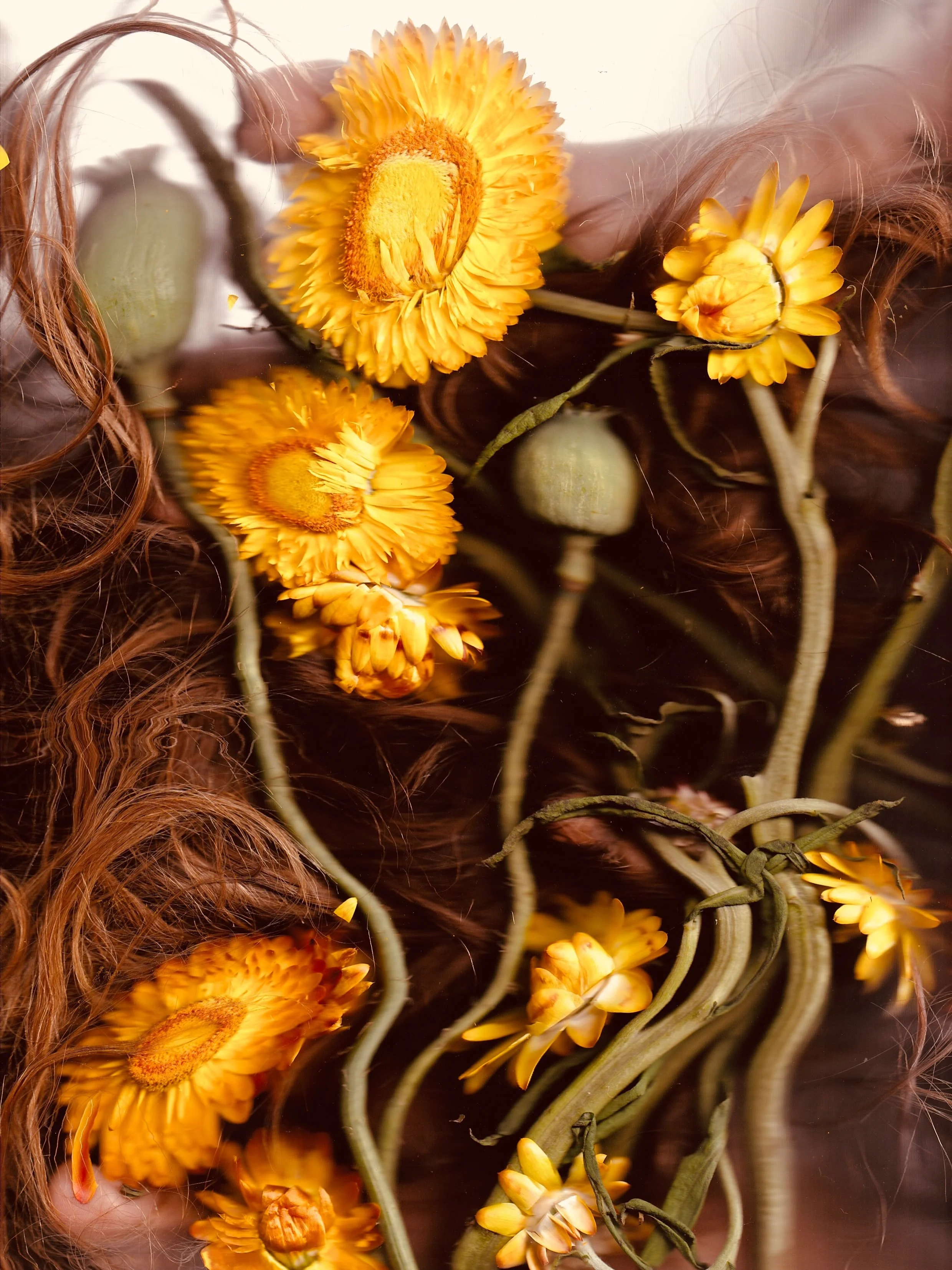 🌾 I scanned the resilient freaky strawflower today; a practice and process of an everlasting documentation of sealing a fleeting moment in time, but imprinted and everlasting in heart, body, and mind 💛