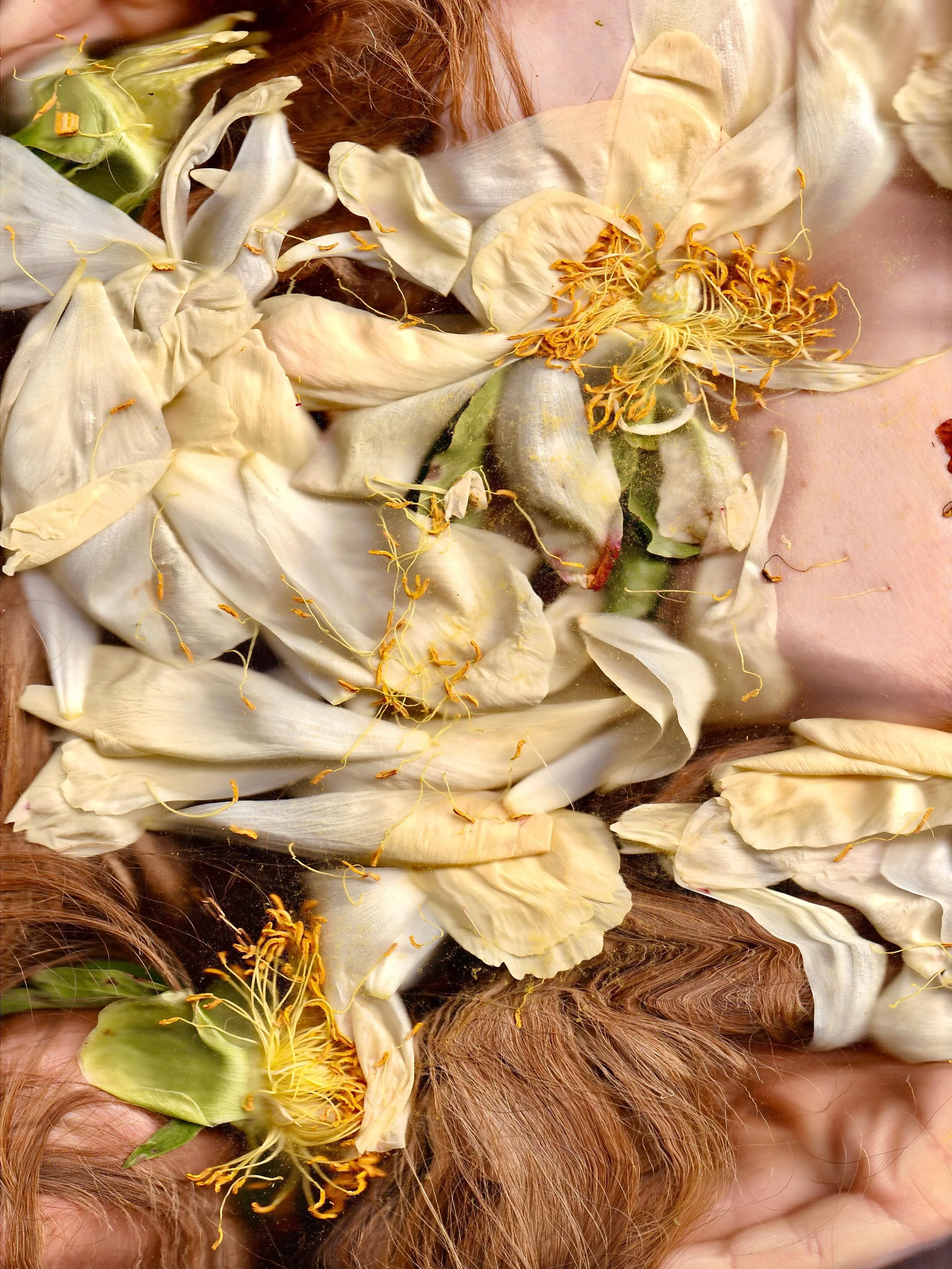 how a peony continues to completely unfurl each hour in what feels like infinity and also a tiny time blip is absolutely unbeknownst to me, similar to how time somehow moves you through what you need it to without really understanding what exactly it