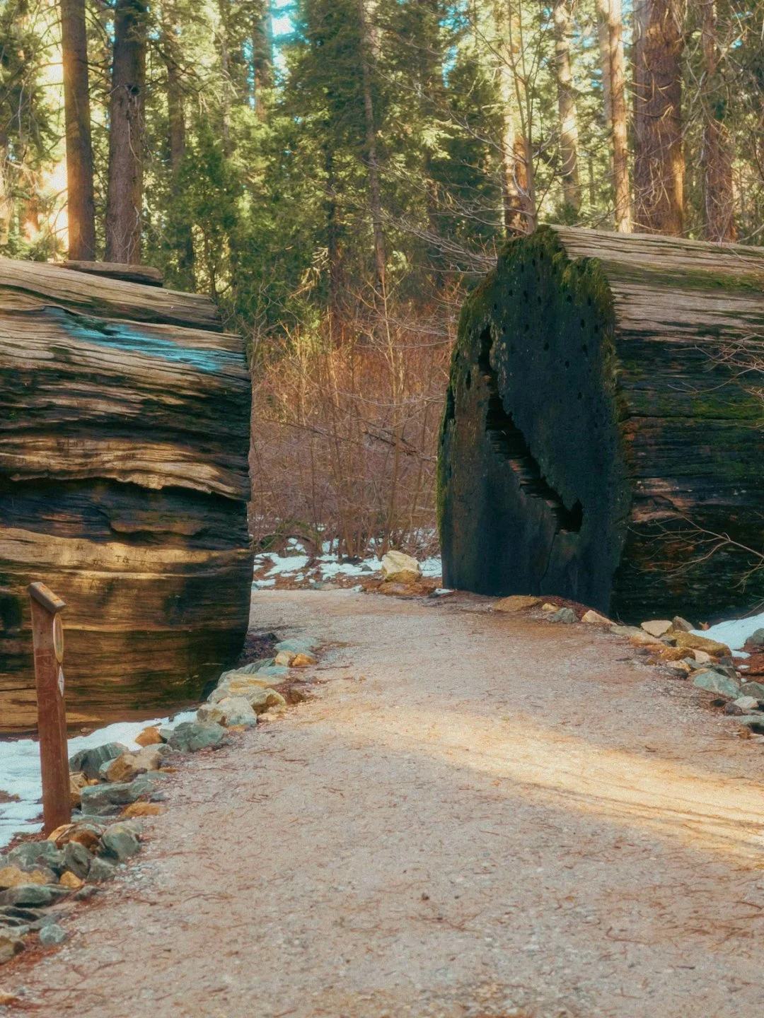 A dirt trail through a forest with fallen logs on either side, some snow on the ground, and tall trees in the background.