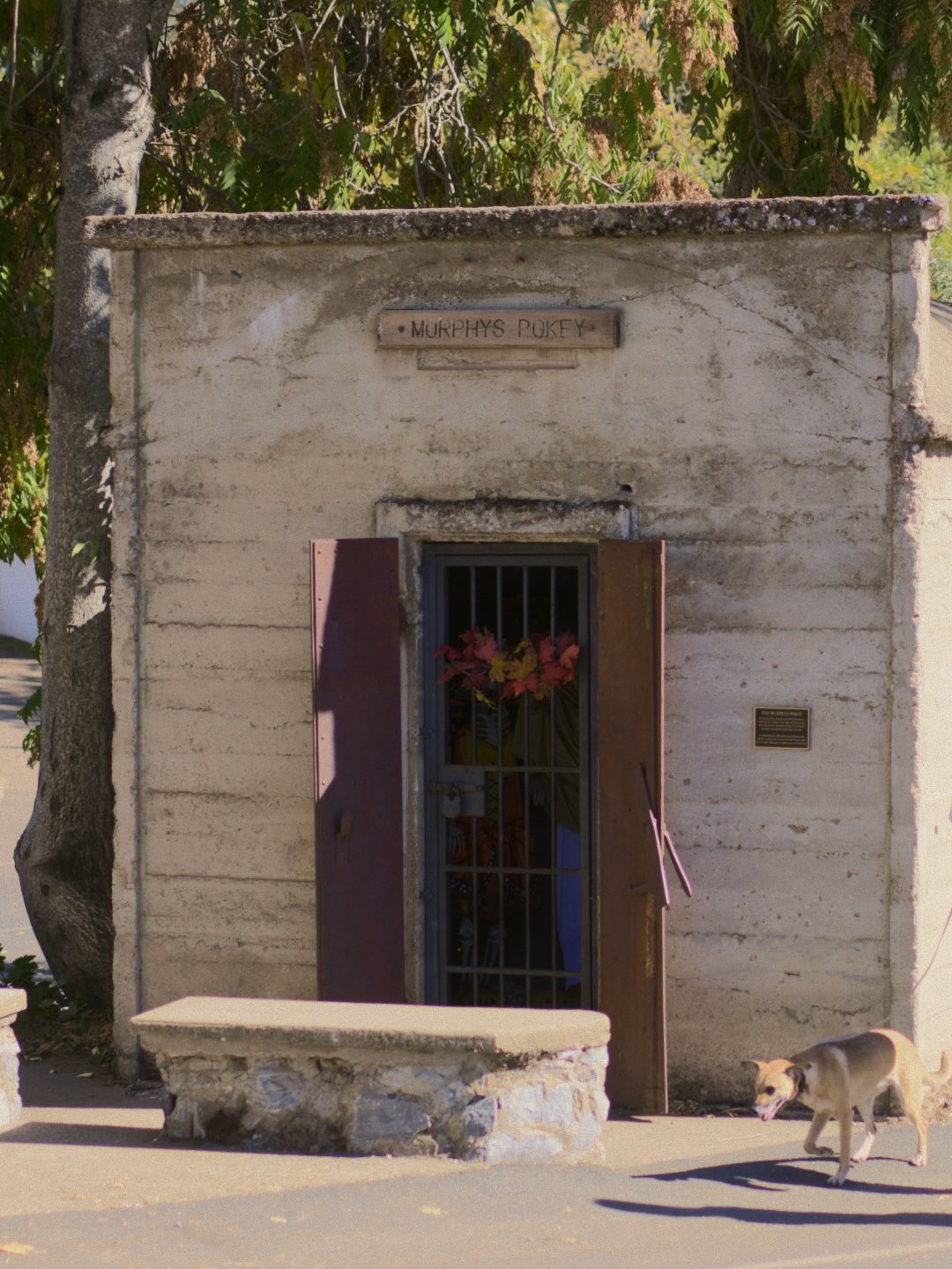 A small stone building with the sign 'Murphys Pokey' above the door. There is a metal gate with a floral decoration inside, open wooden shutters, and a dog walking by in front.