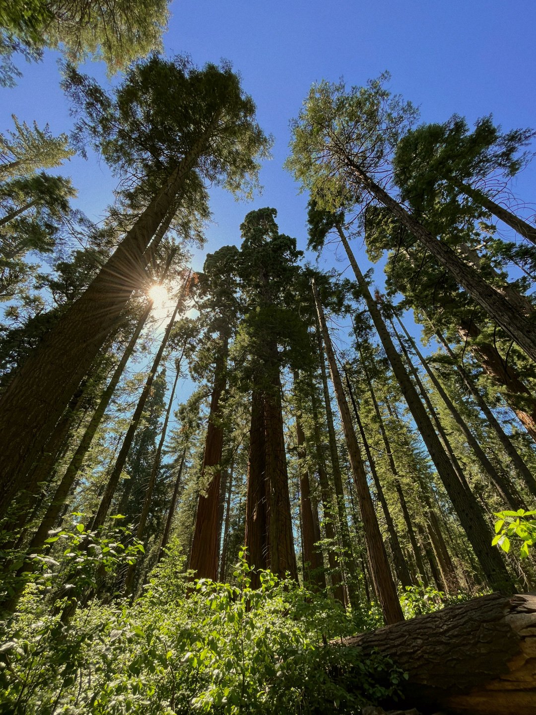 Tall trees in a forest with the sun shining through the branches against a clear blue sky.
