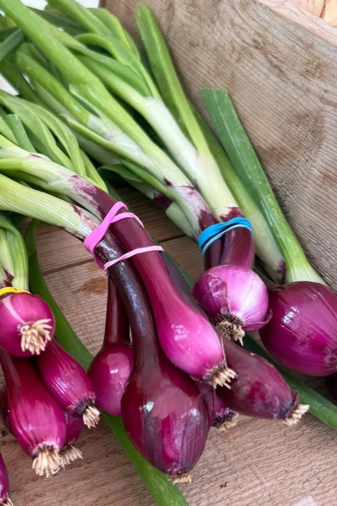 Fresh red onions with green stalks tied with colorful rubber bands resting on a wooden surface.