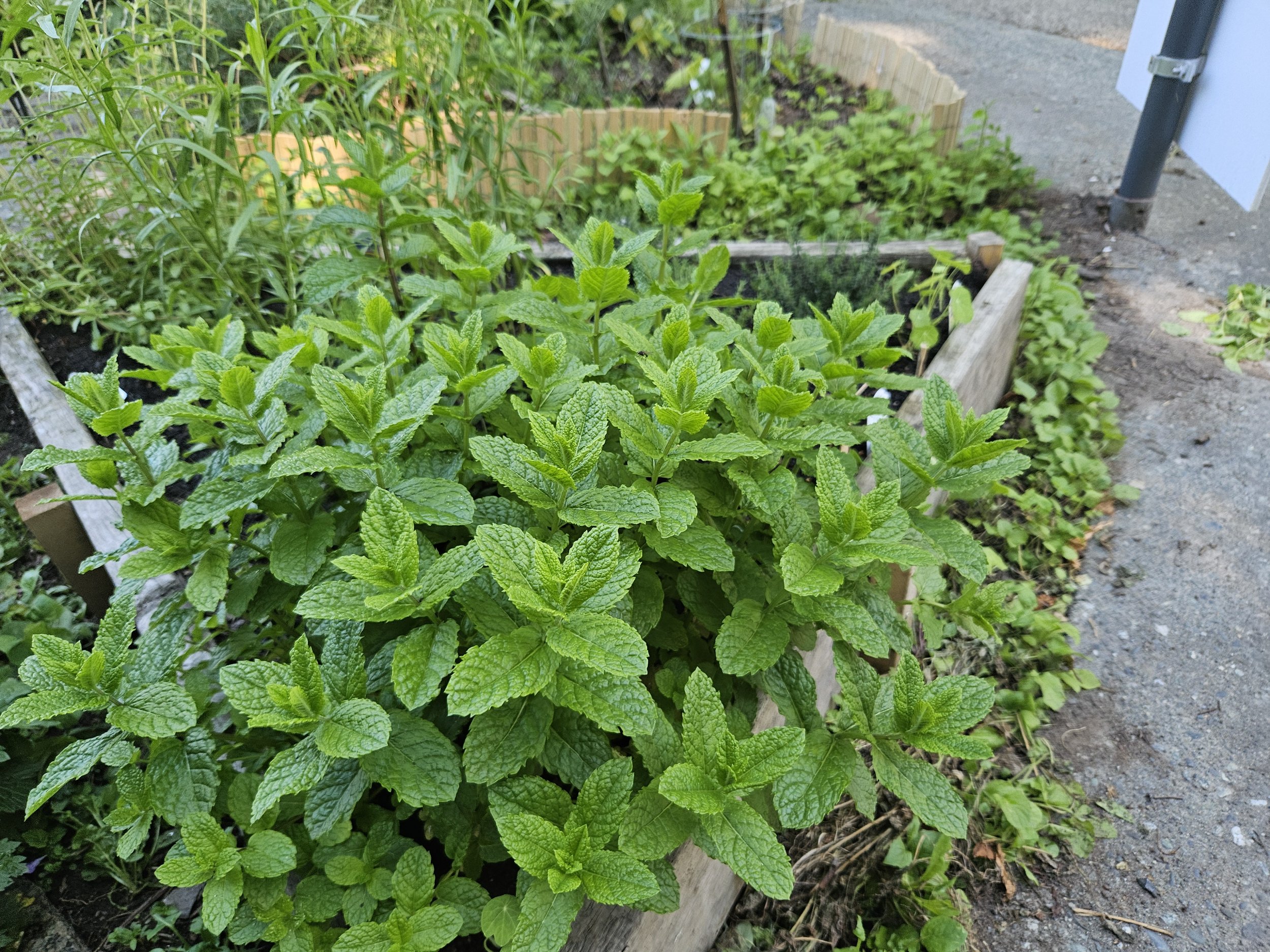 A garden bed with lush green mint plants growing in soil, bordered by wooden planks, with other plants and a paved pathway nearby.