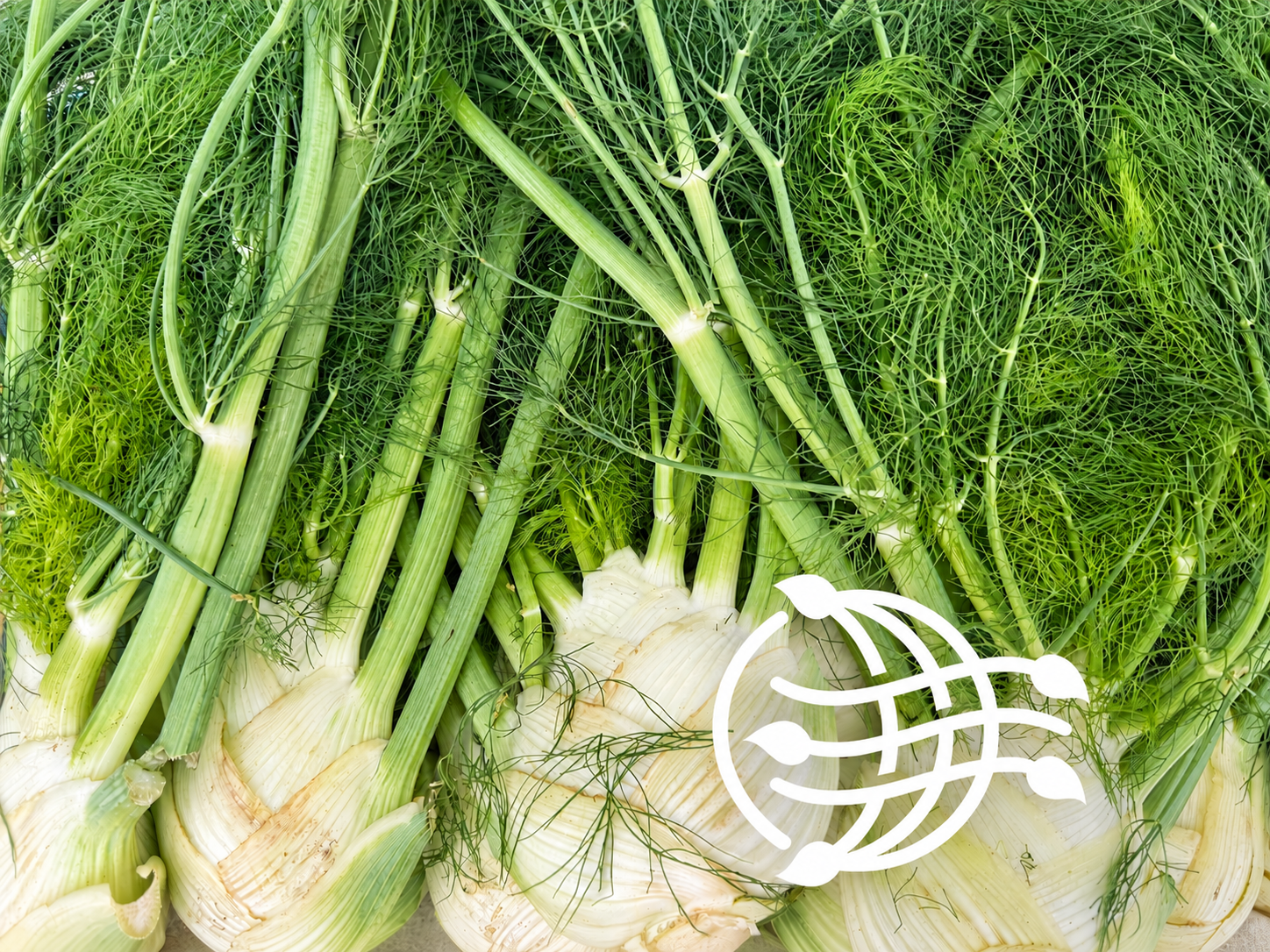 Fresh fennel bulbs with green stalks and fronds.