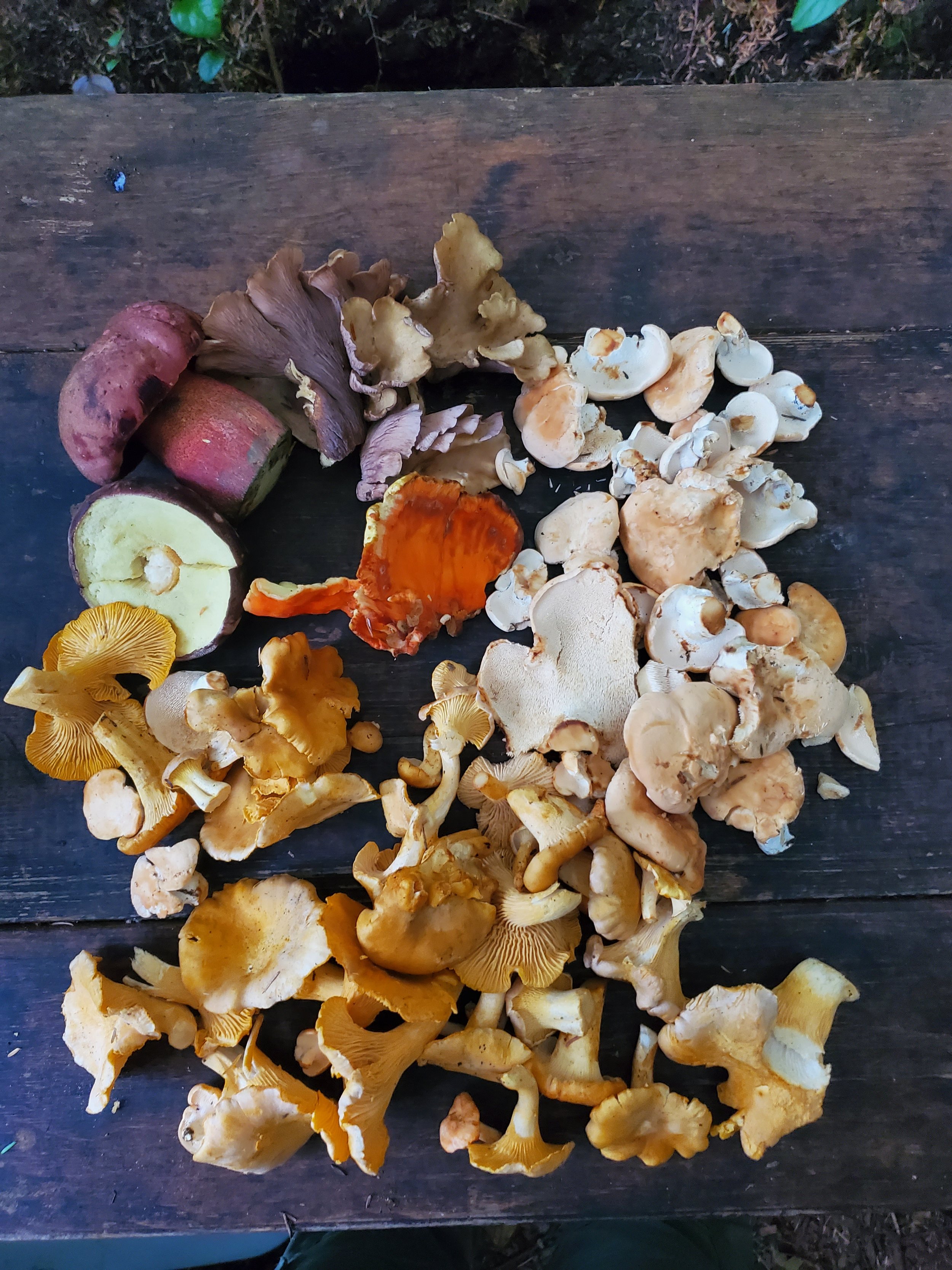 Variety of wild mushrooms on a dark wooden surface in an outdoor setting.