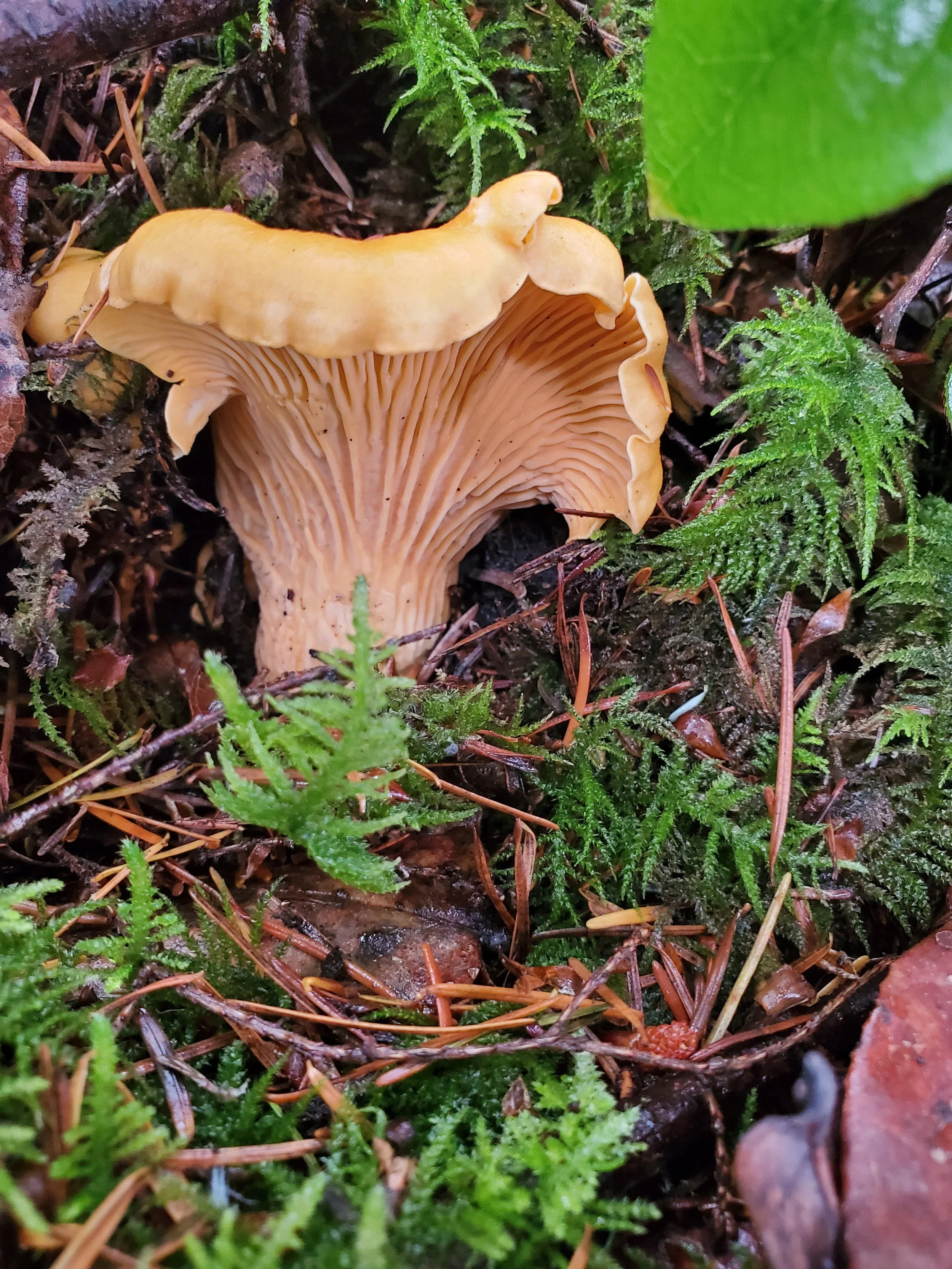 A beige mushroom growing among green moss and decayed leaves on the forest floor.