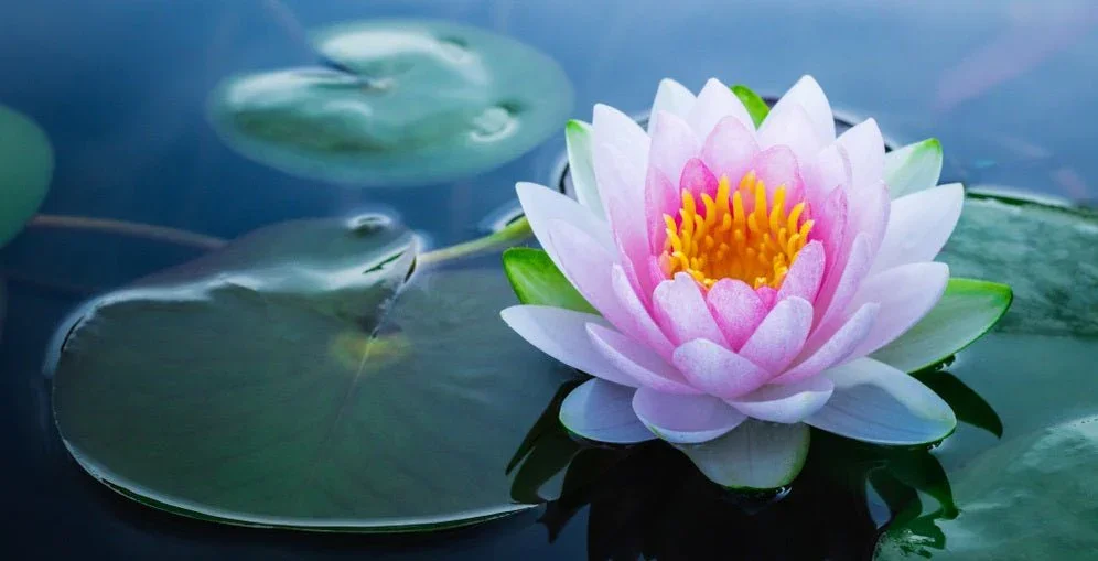 A pink water lily with yellow center floating on a pond with green lily pads.