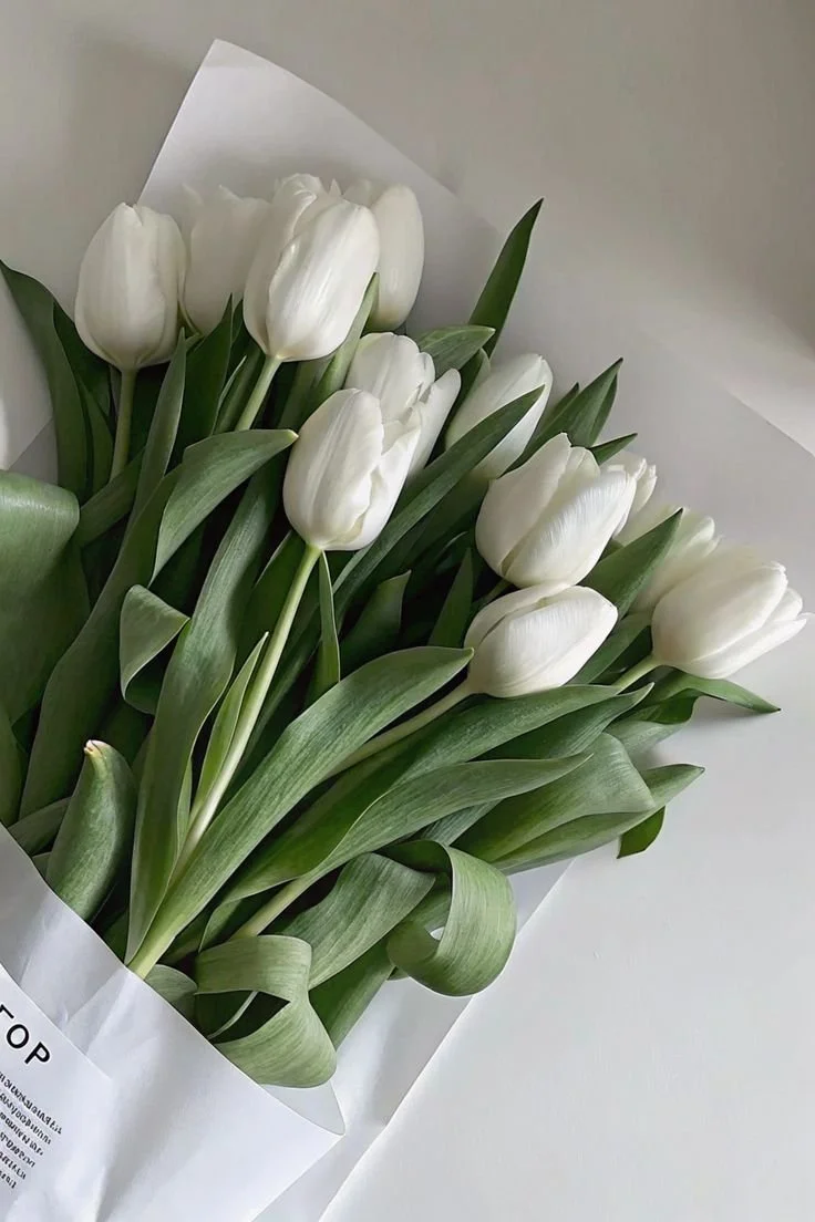 A bouquet of white tulips wrapped in white paper.