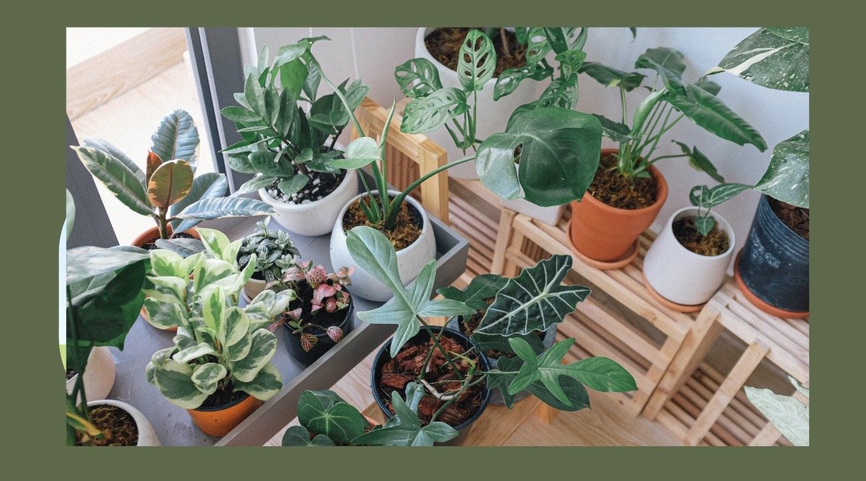 Collection of potted indoor houseplants on wooden and metal surfaces near a window.