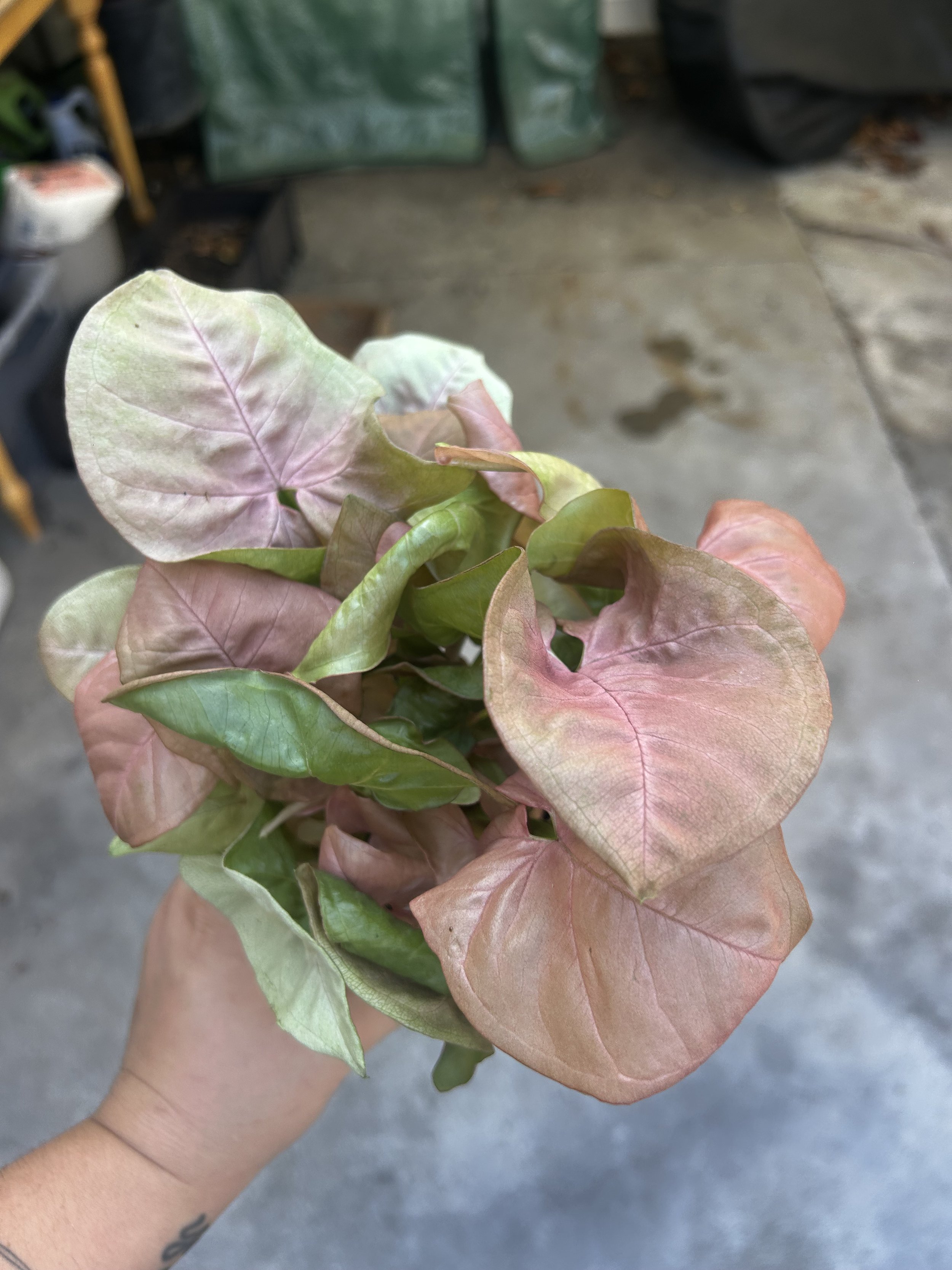 IMG_0615.jpeg