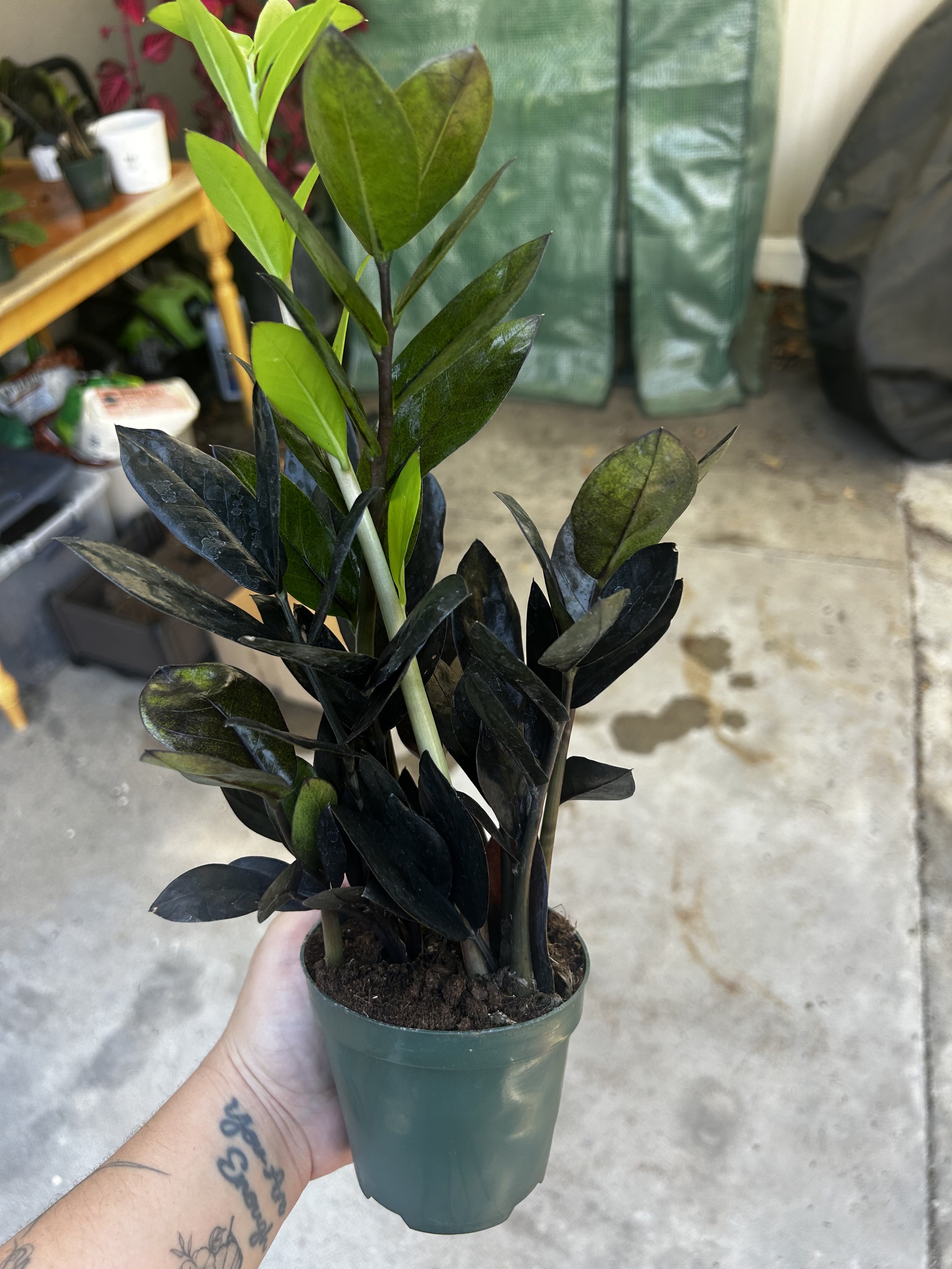 IMG_0608.jpeg