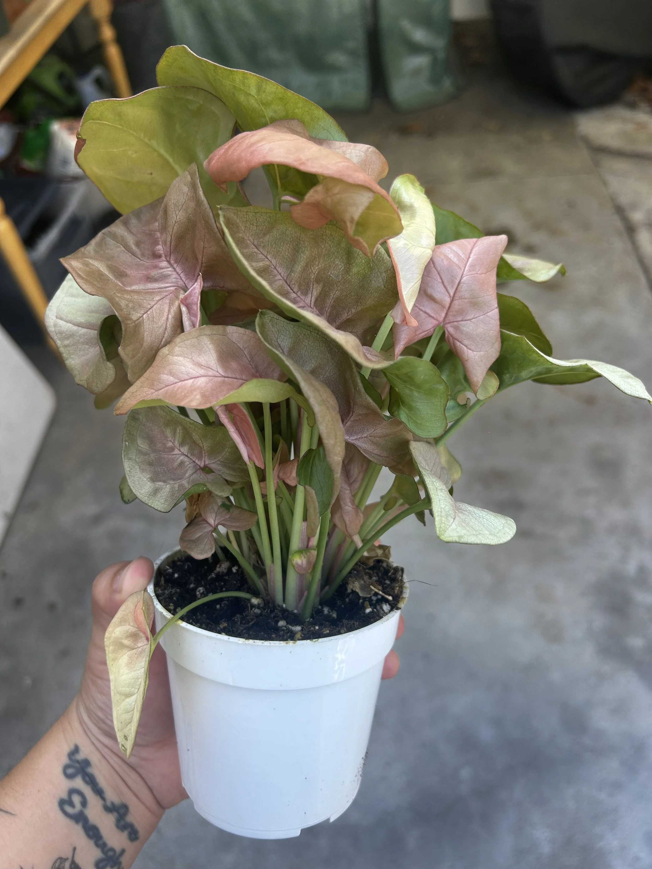 IMG_0617.jpeg