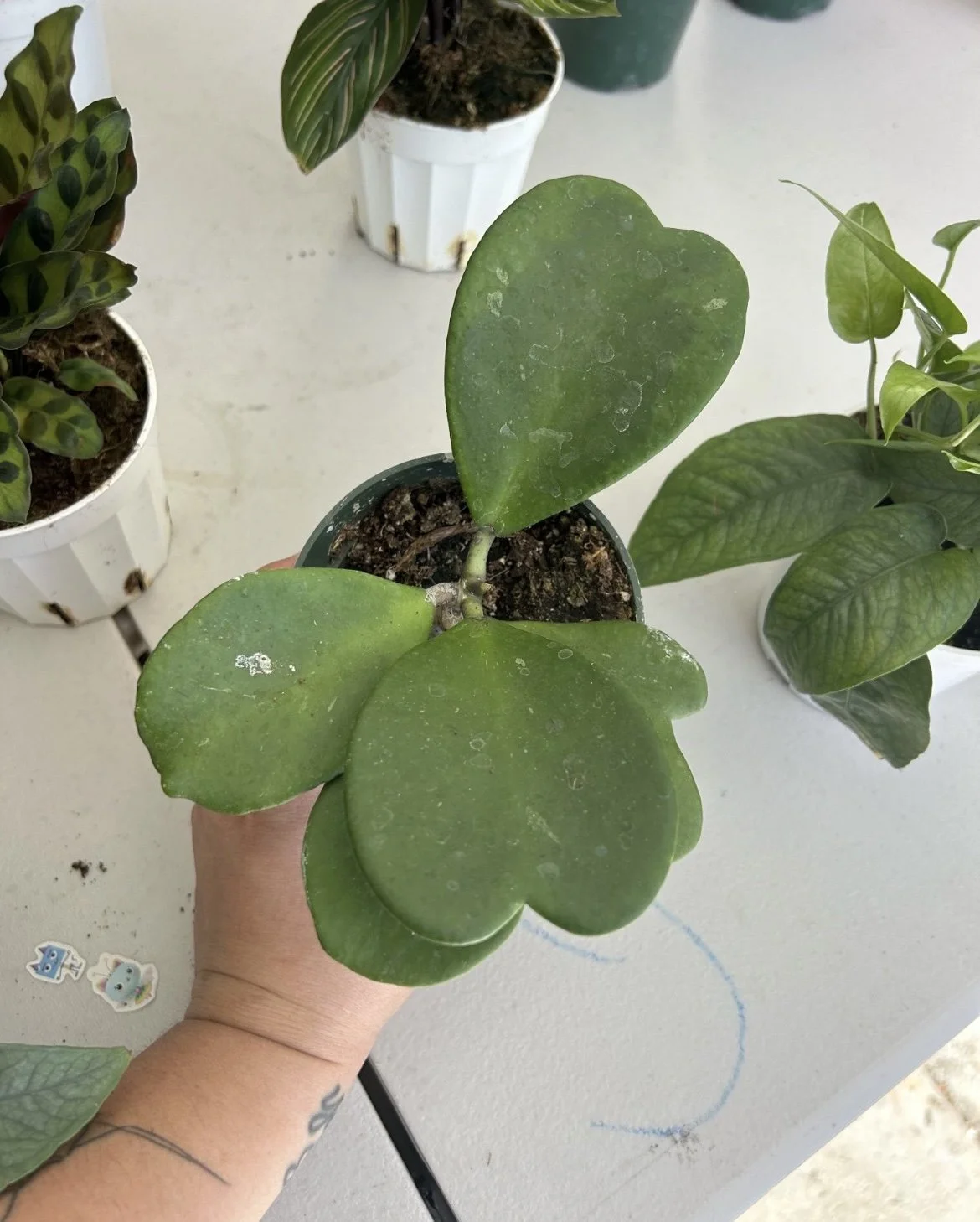 Hoya Heart 'Kerrii' Plant