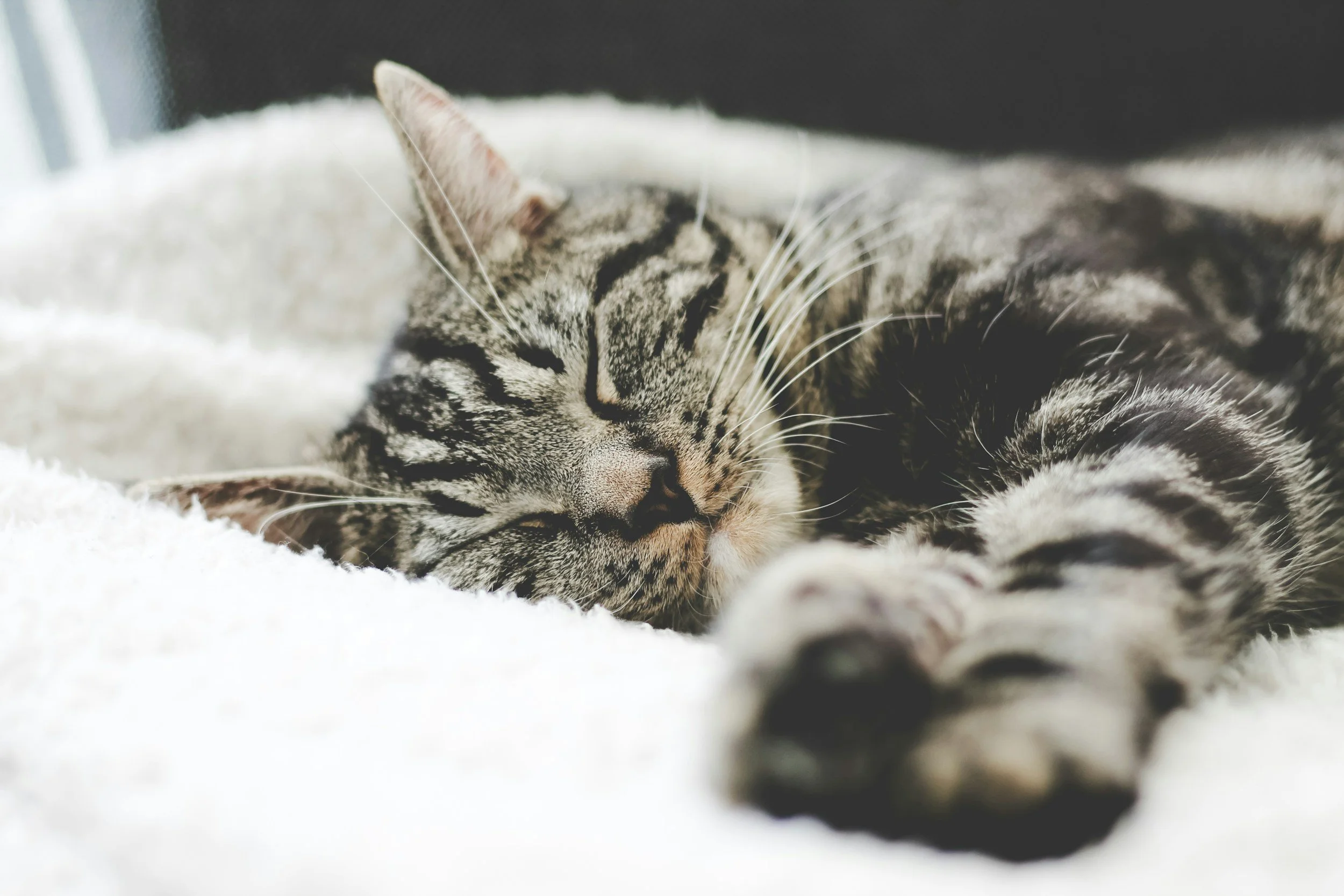 A tabby cat sleeping peacefully on a white blanket, with its eyes closed and fur patterns visible.