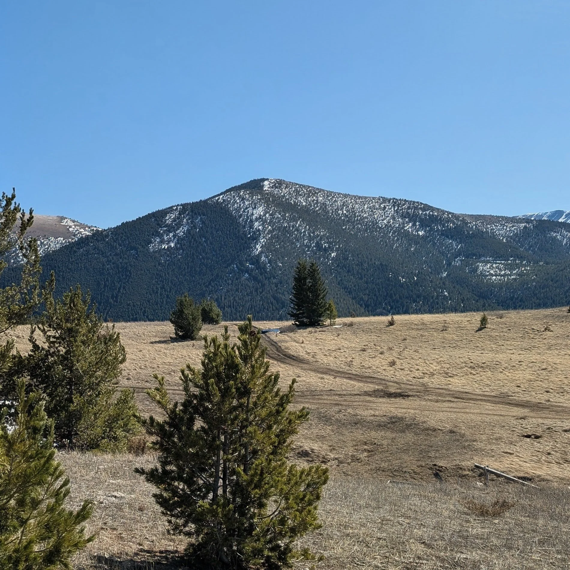 A mountain with patches of snow on its peak and forested slopes in the background, under a clear blue sky, with some trees and dry grass in the foreground.