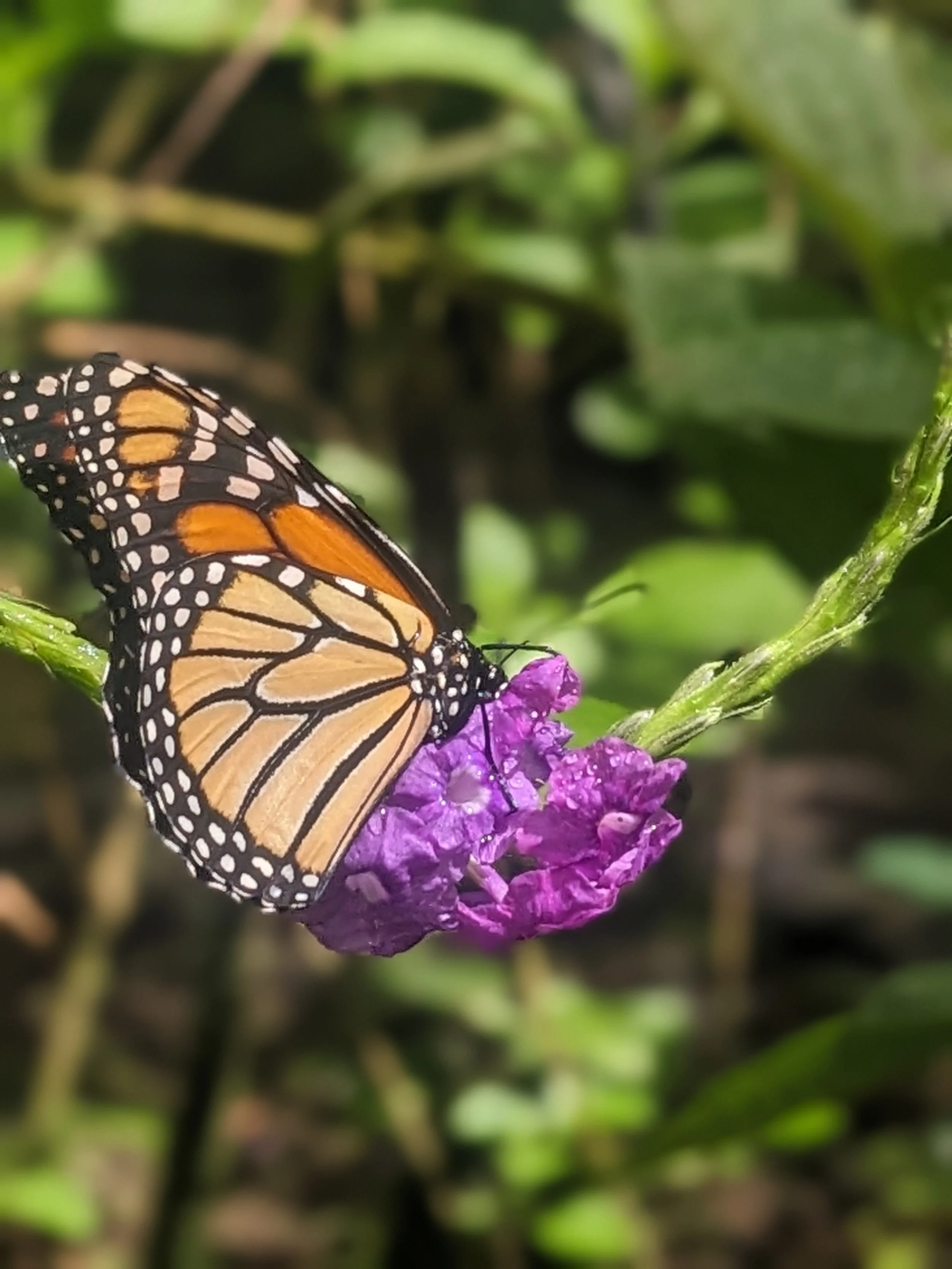 A monarch butterfly perched on a purple flower amidst green leaves.
