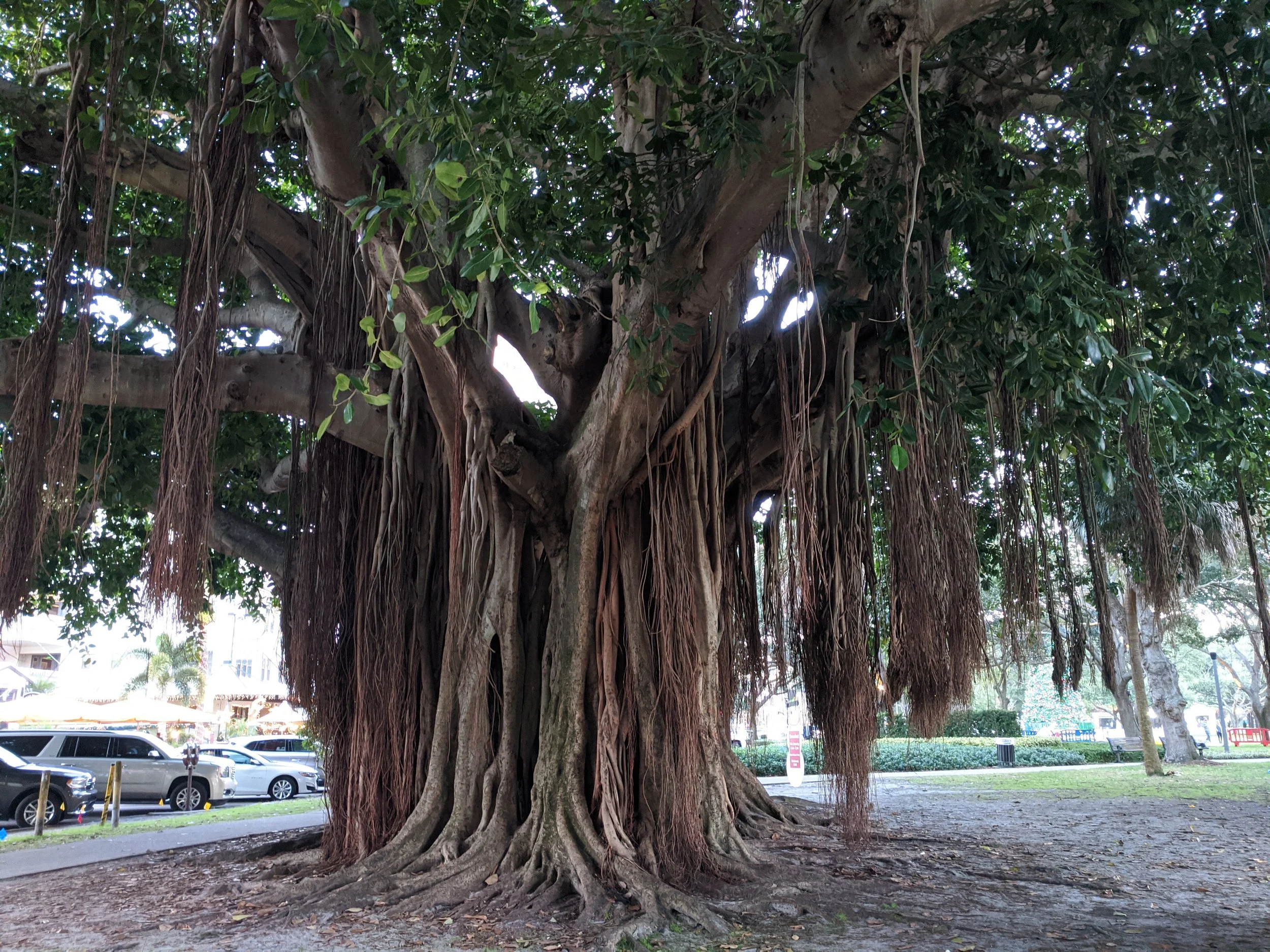 A large tree with a thick, textured trunk and hanging roots, situated in a park with a background of cars, benches, and buildings.