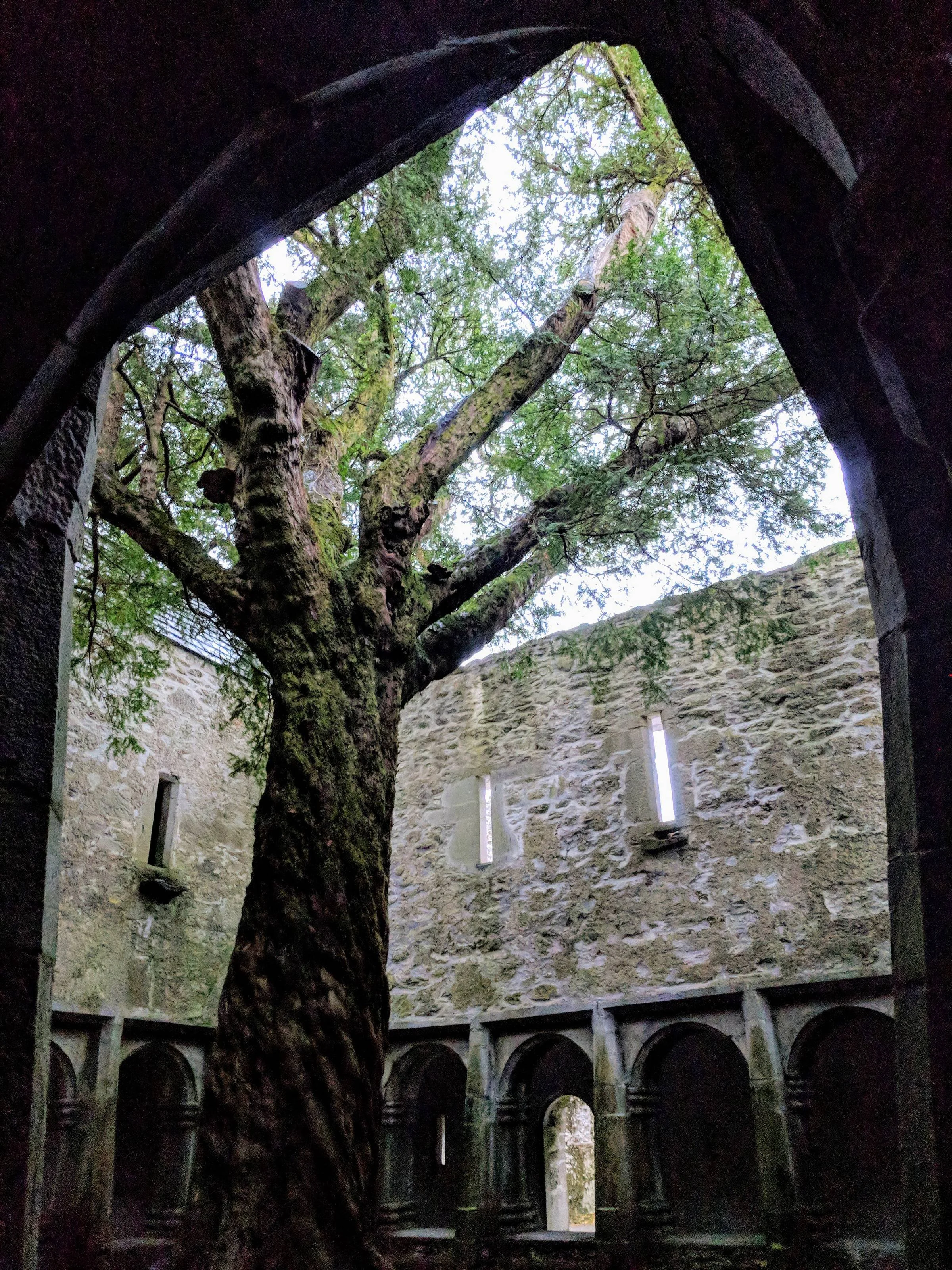 View from inside an ancient stone structure looking up through an opening at a large, moss-covered tree with sprawling branches and green leaves.