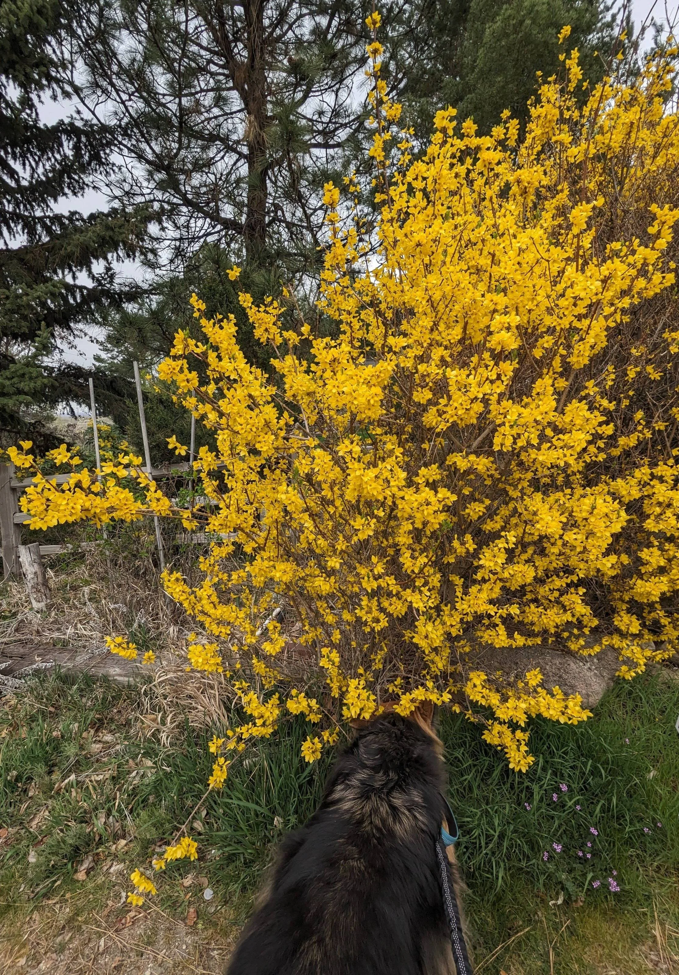 A black dog with a leash looking at a bush with bright yellow flowers in a grassy yard with trees in the background.