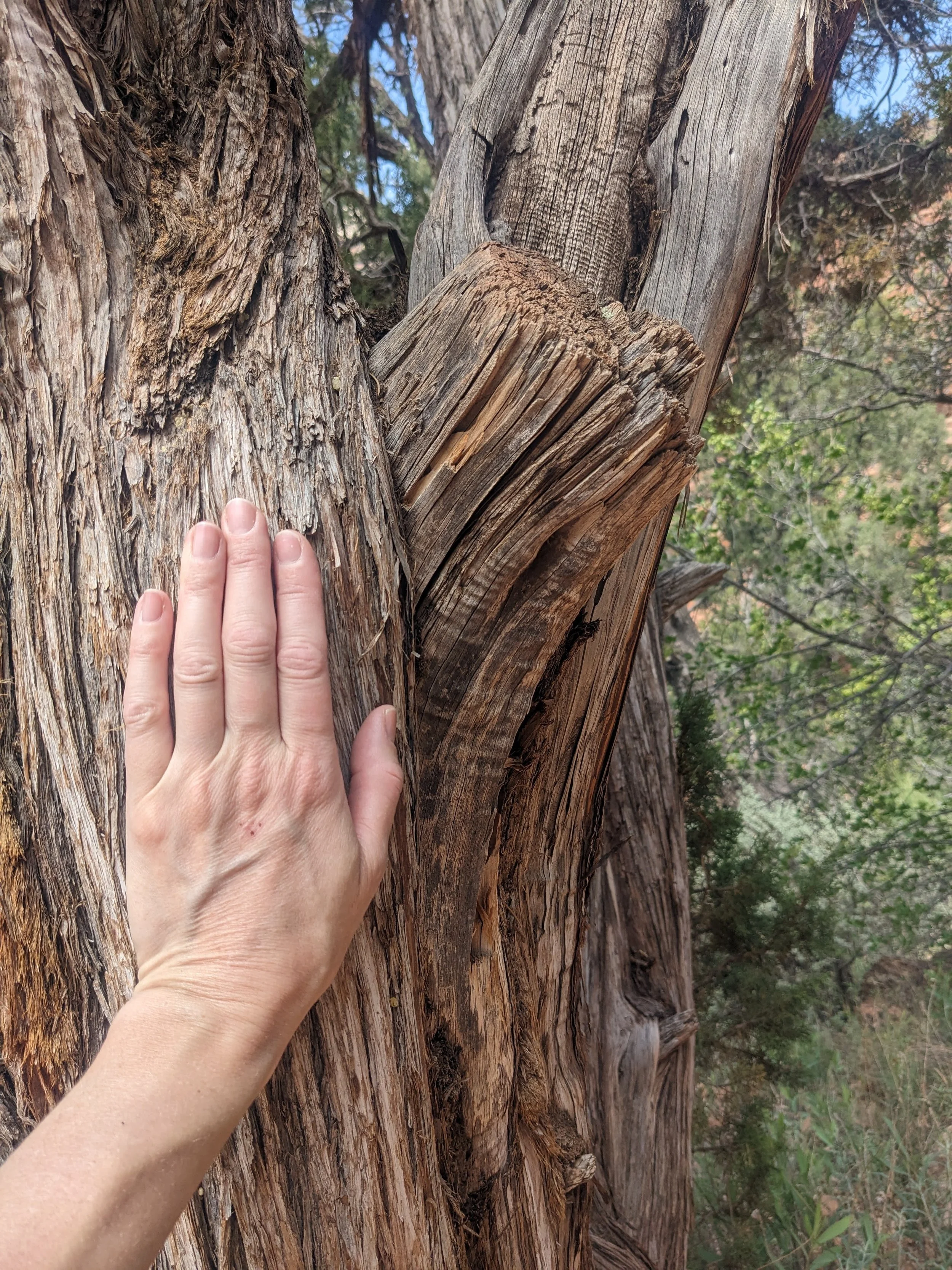 Close-up view of a person's hand gently touching the bark of a weathered, split tree trunk outdoors.