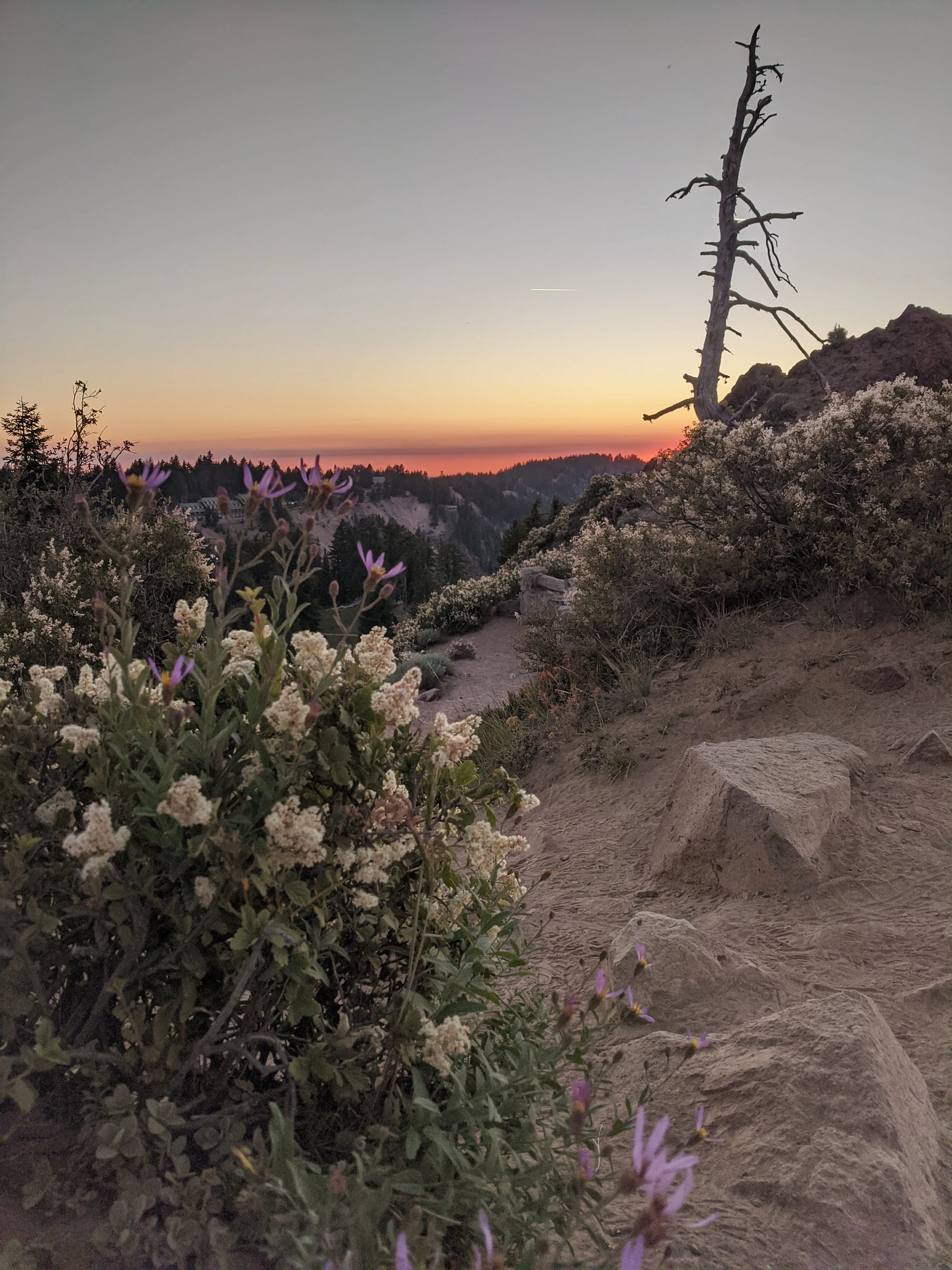 A landscape during sunset with a trail, wildflowers, rocks, a dead tree, and a mountain in the background.