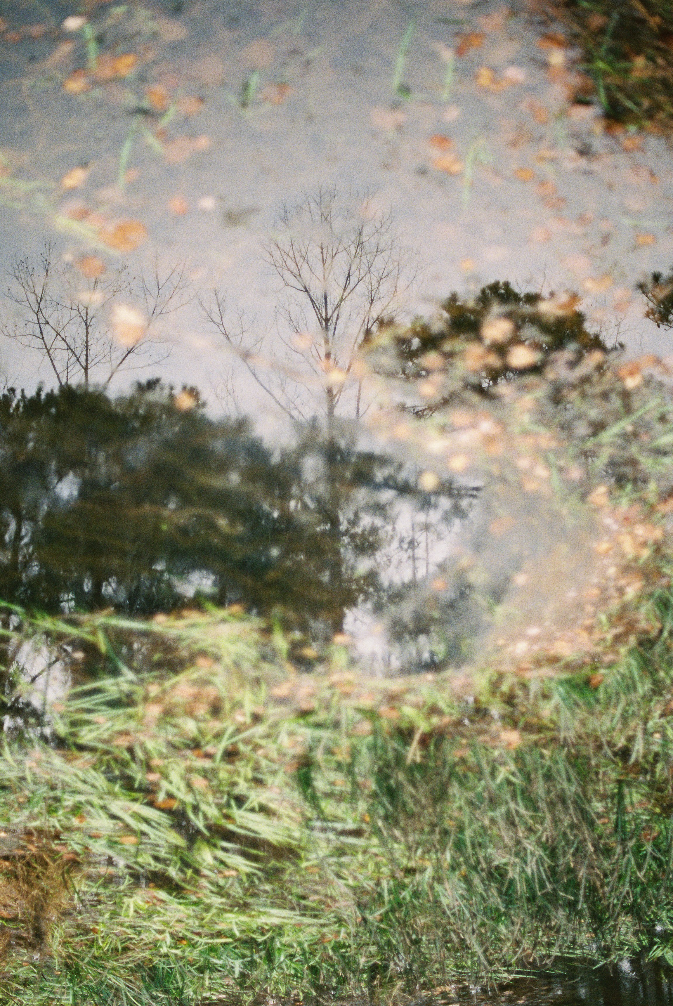 Tree Pond.jpg