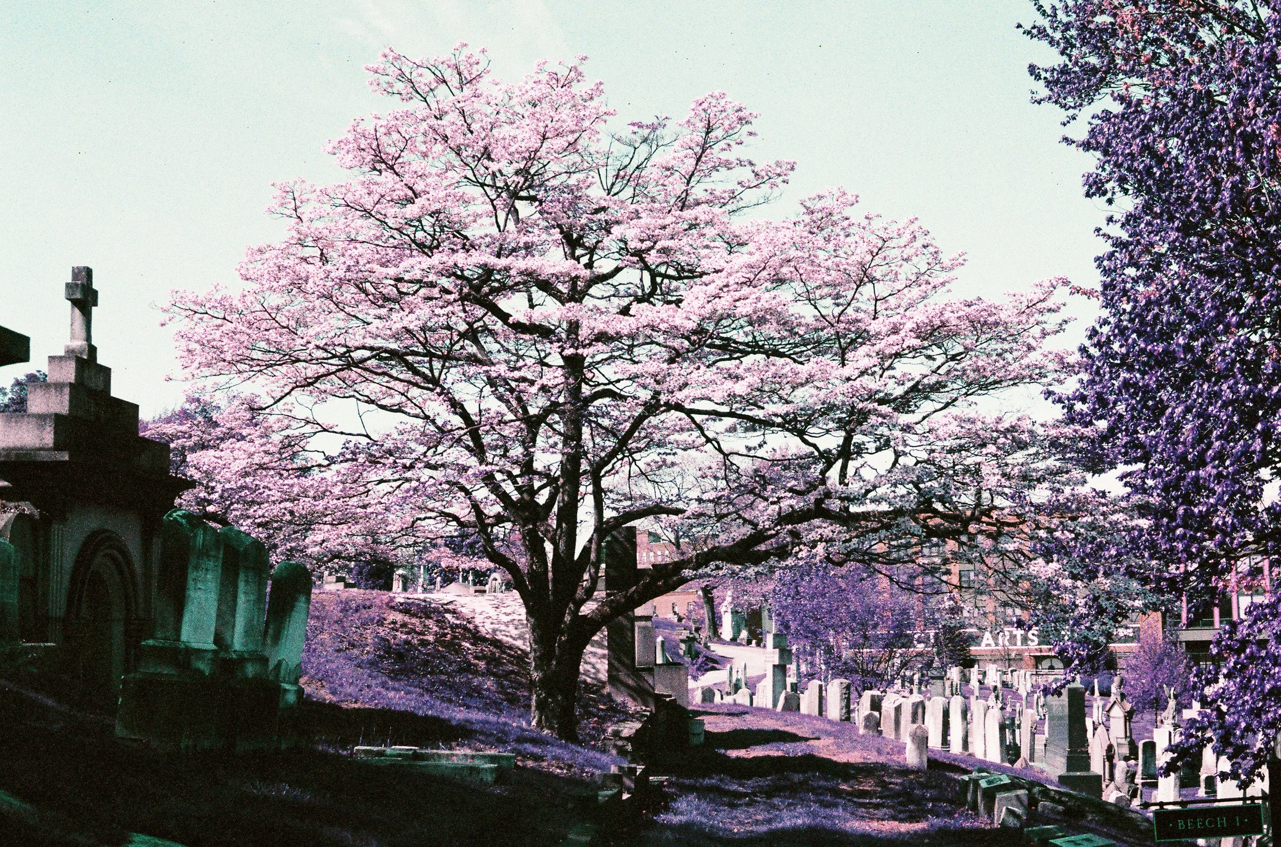 Cemetery-48.jpg