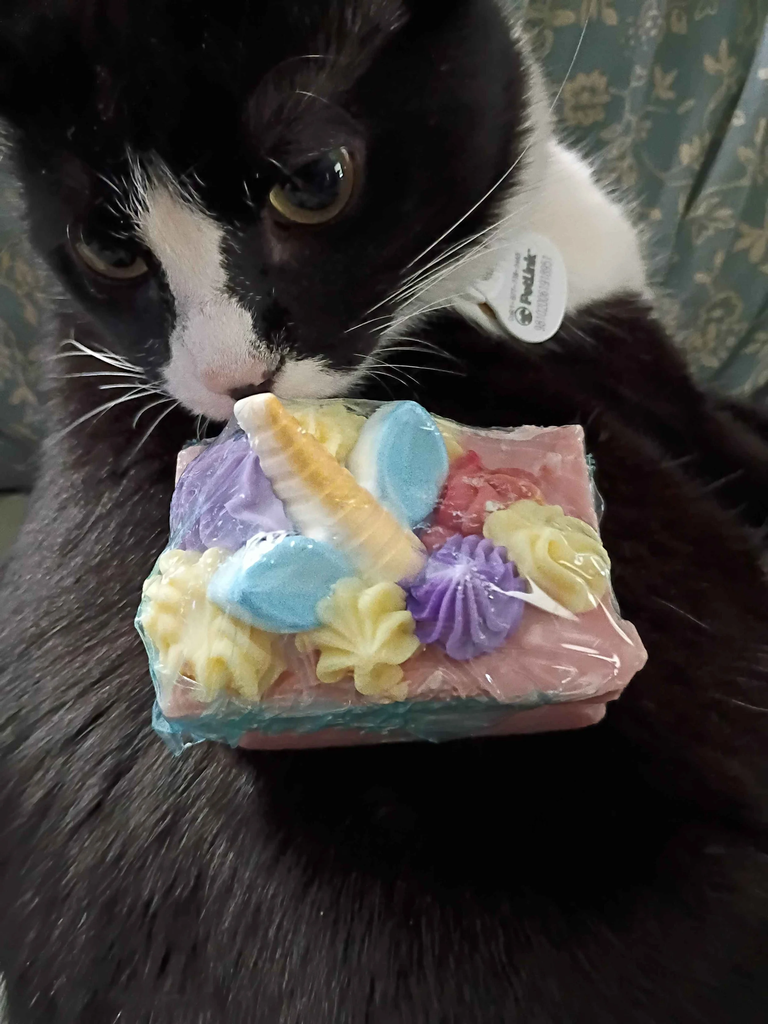 Close-up of a black and white cat with a collar, focusing on the cat's face and a colorful, flower-shaped soap or decoration in front of it.