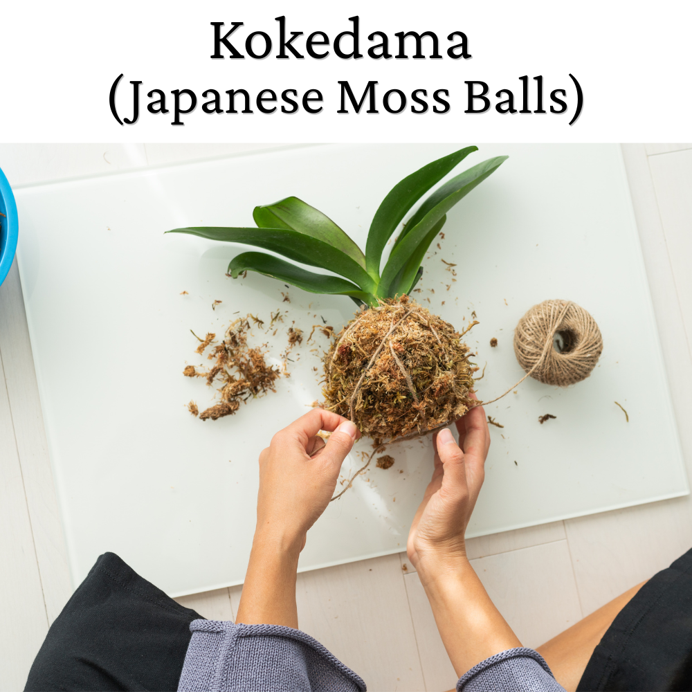 kokedama.webp