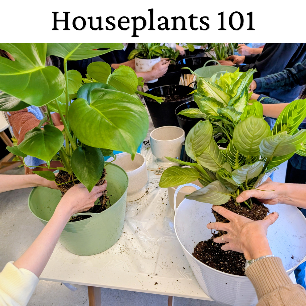 houseplants.webp