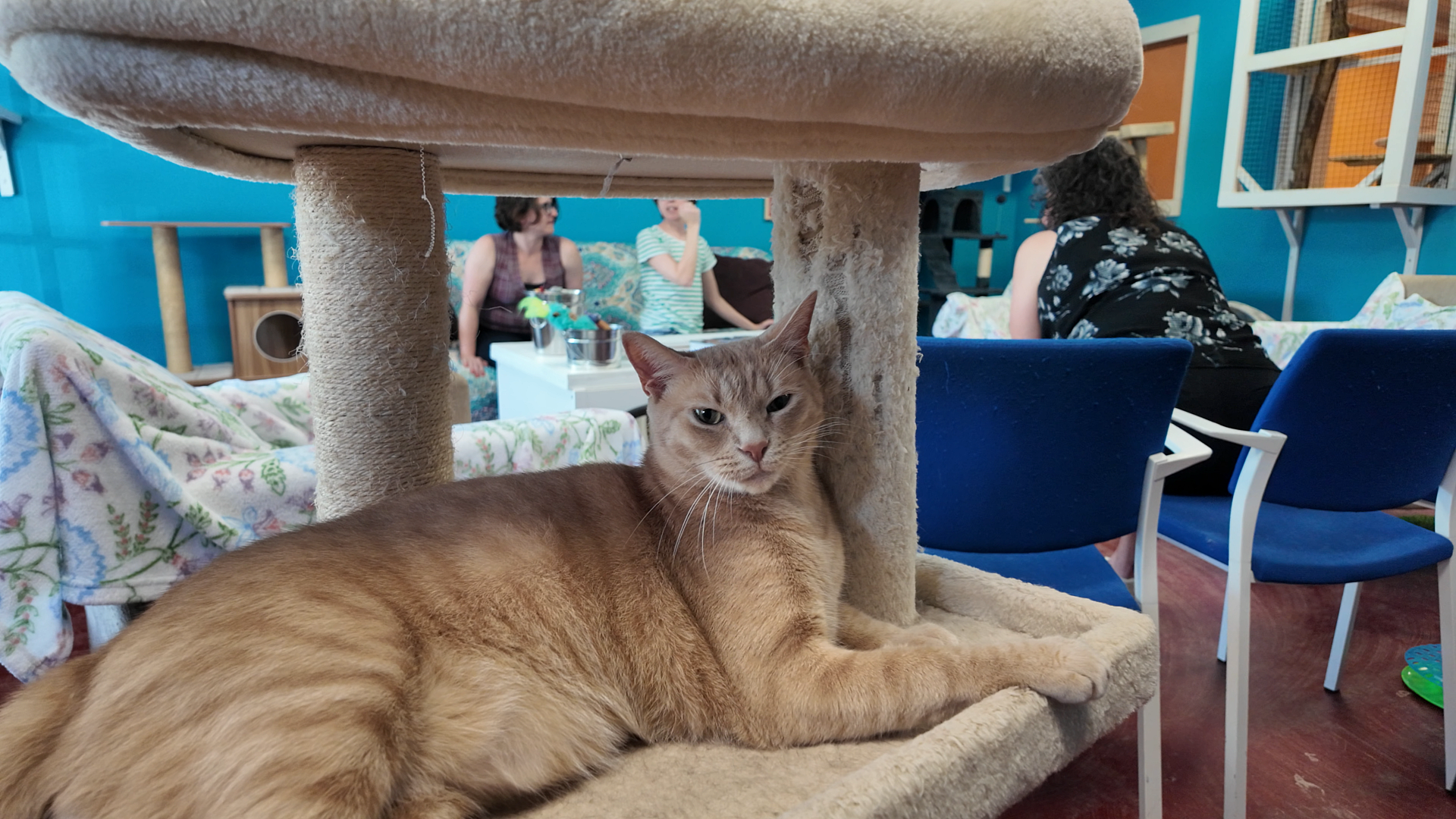 AARF - 2026-08-08 - Cat Cafe (Time 0_01_2