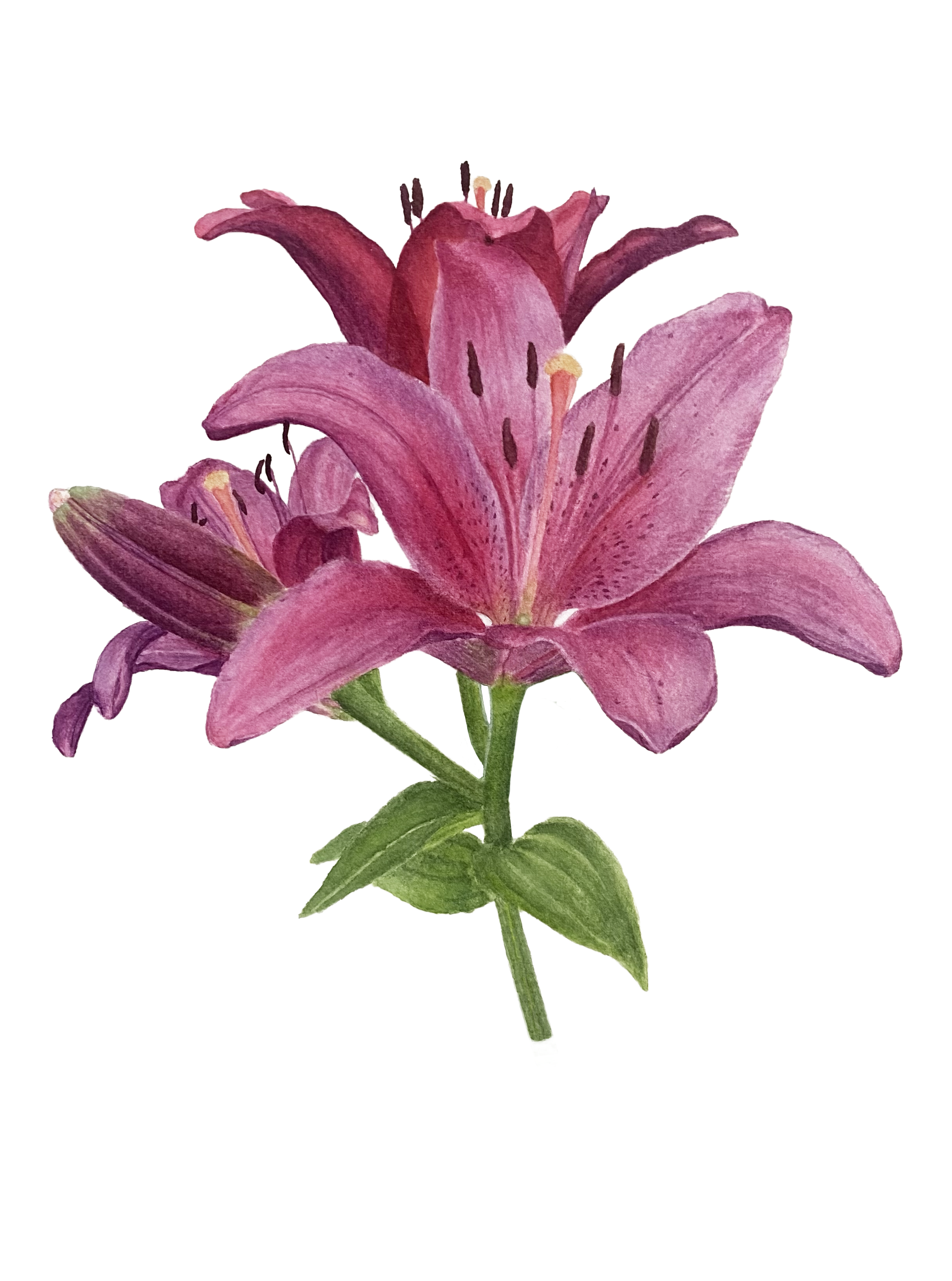 Pink Lilies
