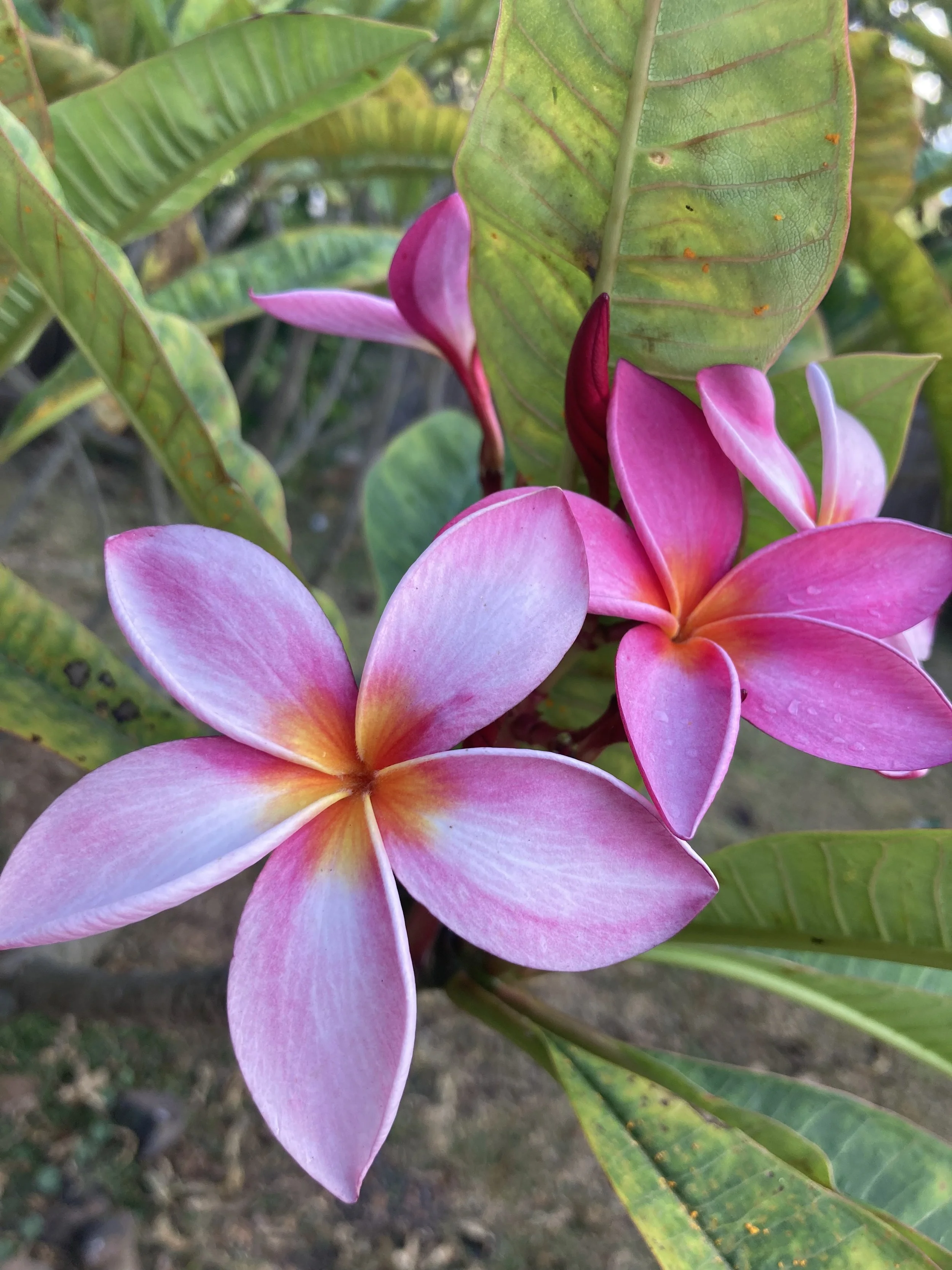 Close-up of pink and white plumeria flowers with green leaves in the background.