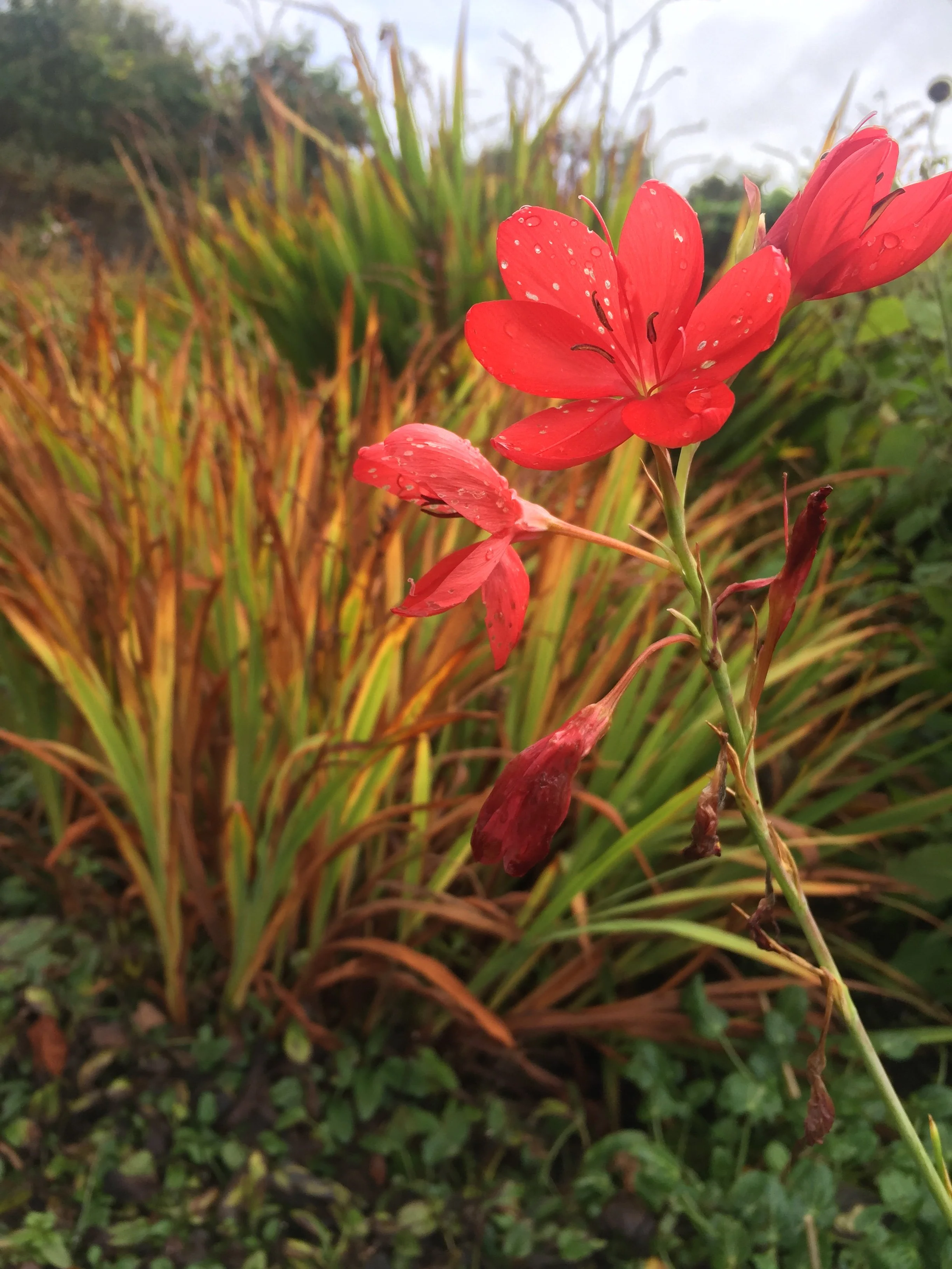 Close-up of a red flower with petals and water droplets, set against a blurred background of green foliage and grass.