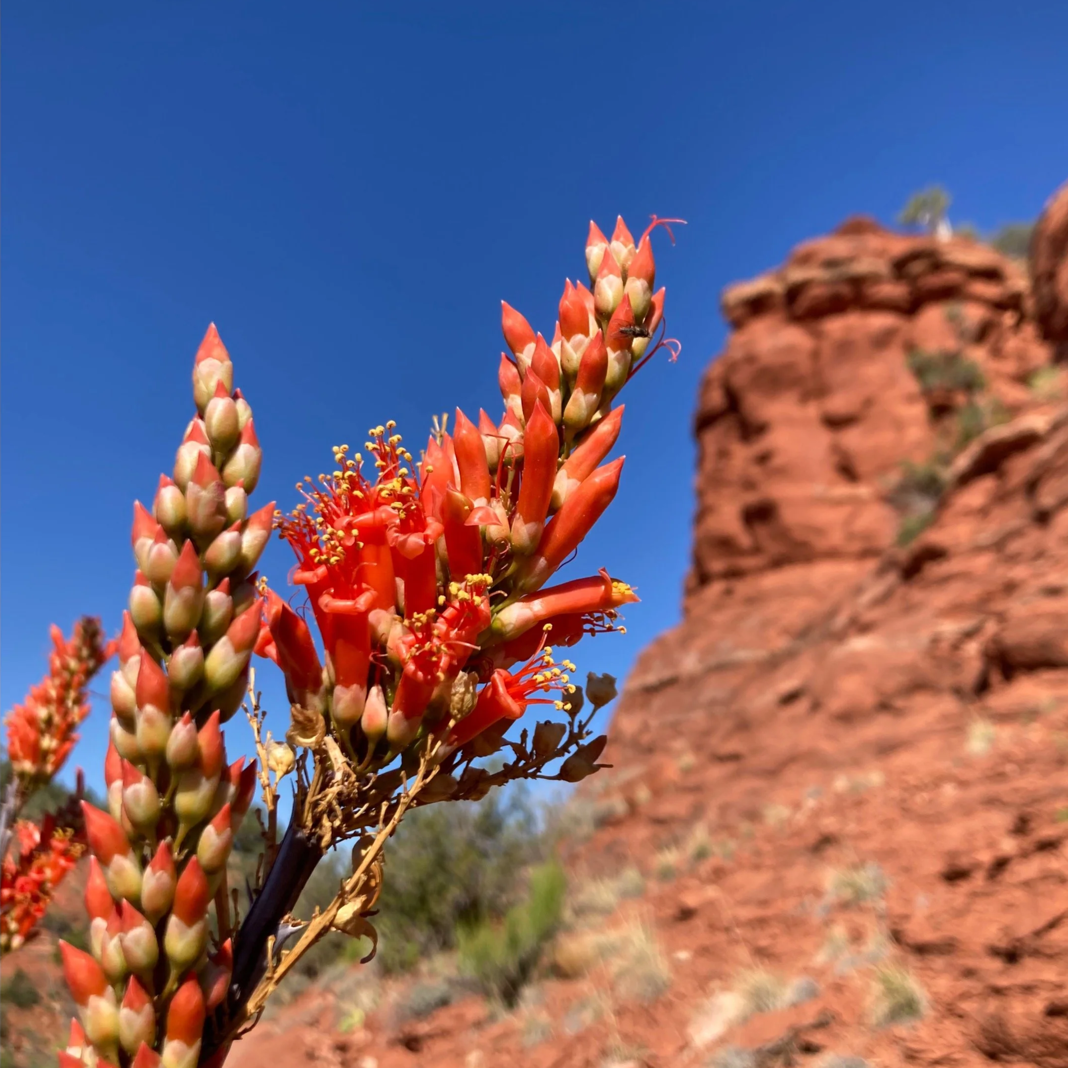 Close-up of flowering desert plant with red and white buds against a clear blue sky.