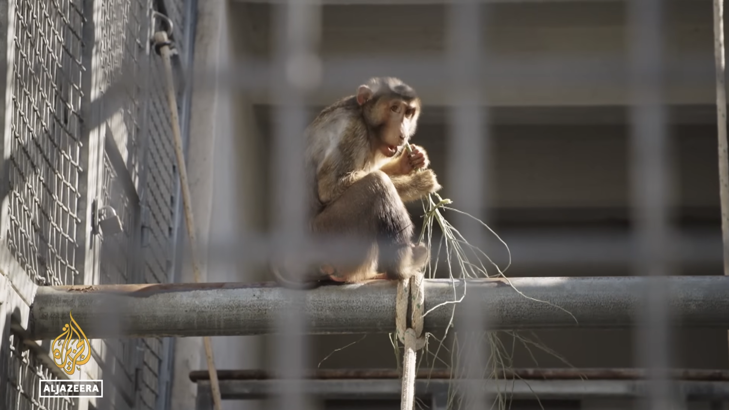 Still_AJ_Monkeys 2.png