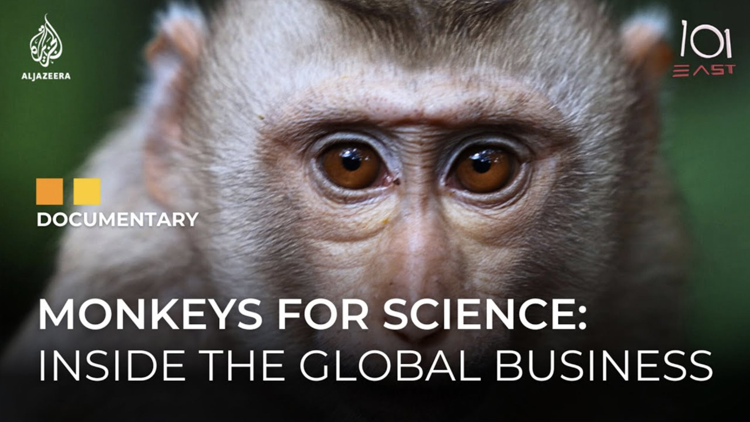 Monkeys for Science || Field Producer