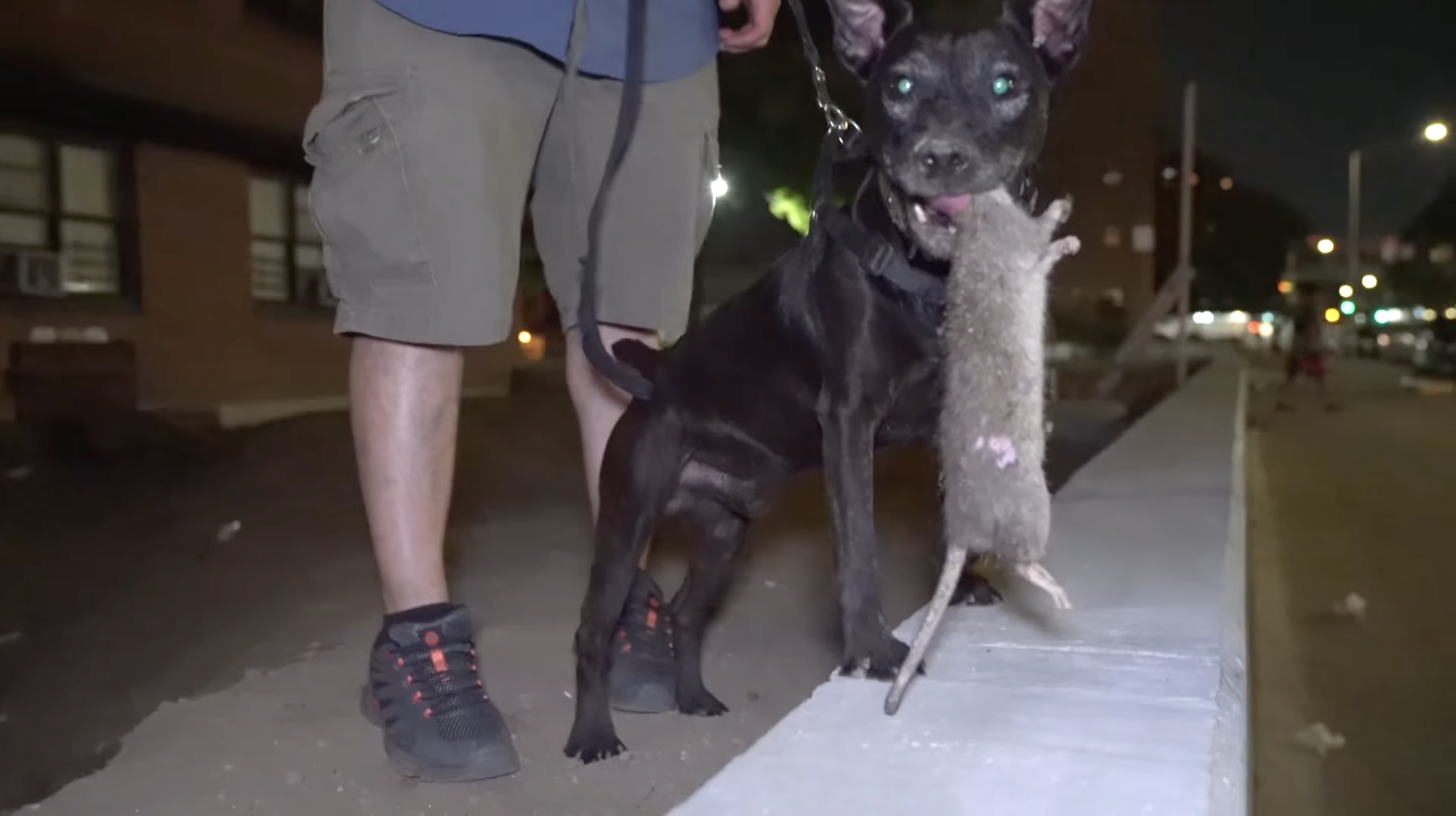 Stills_LP_Rats_5.png