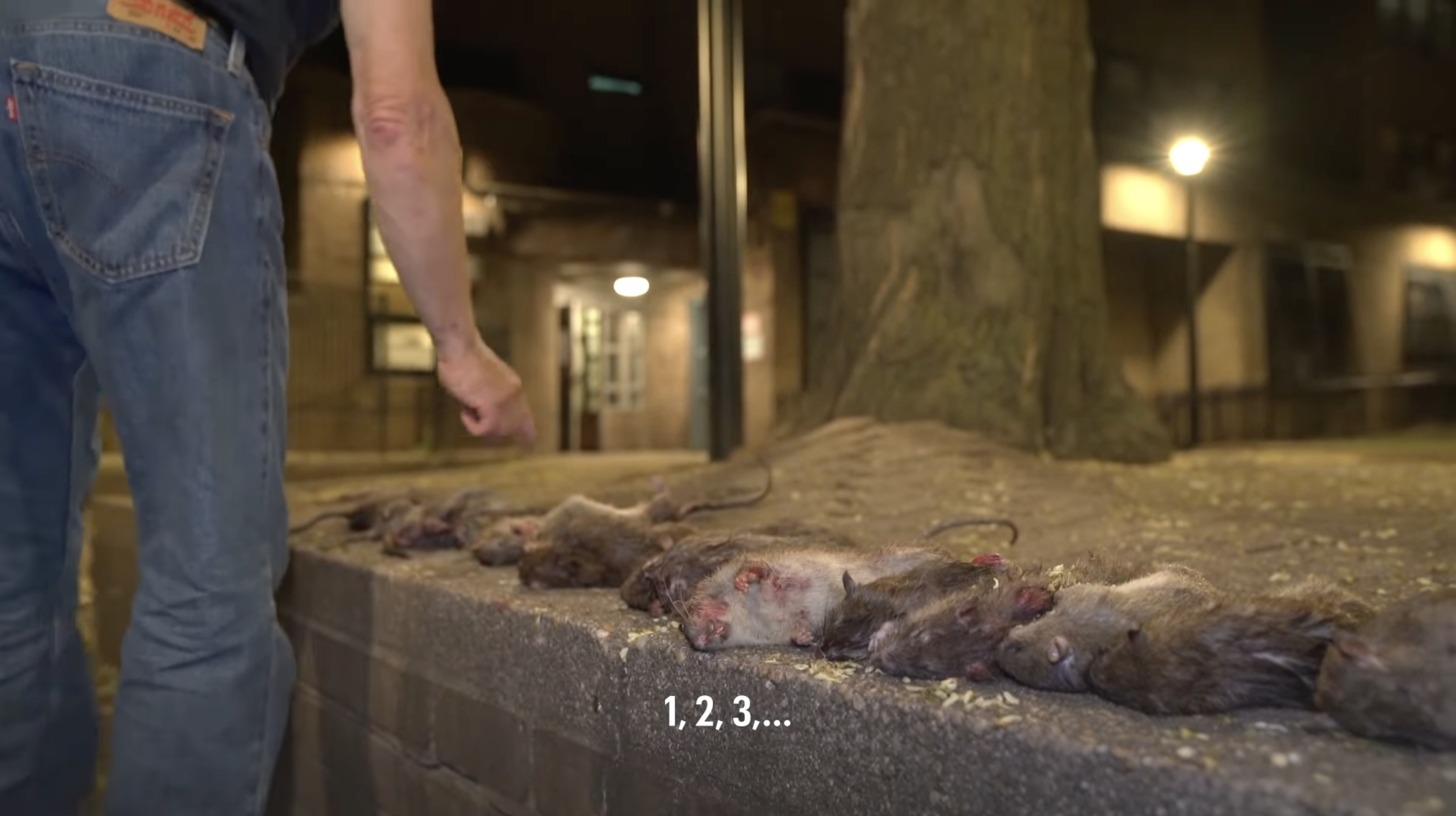 Stills_LP_Rats_7.png