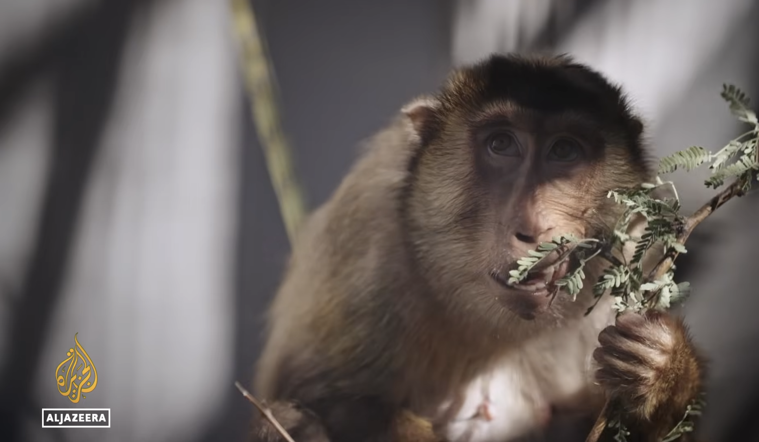 Still_AJ_Monkeys 9.png