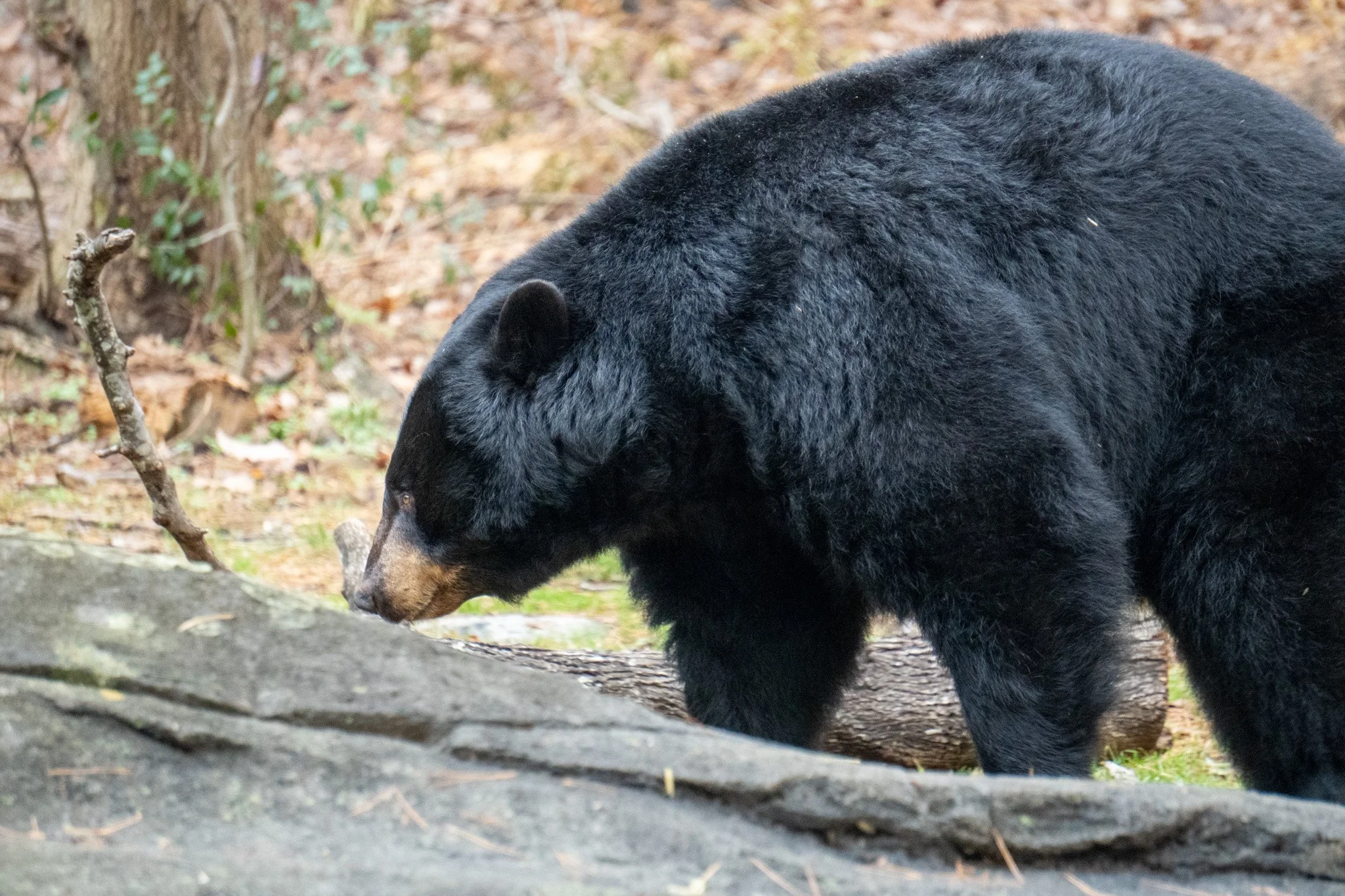 A black bear walking on a forest floor with a background of trees and fallen leaves.