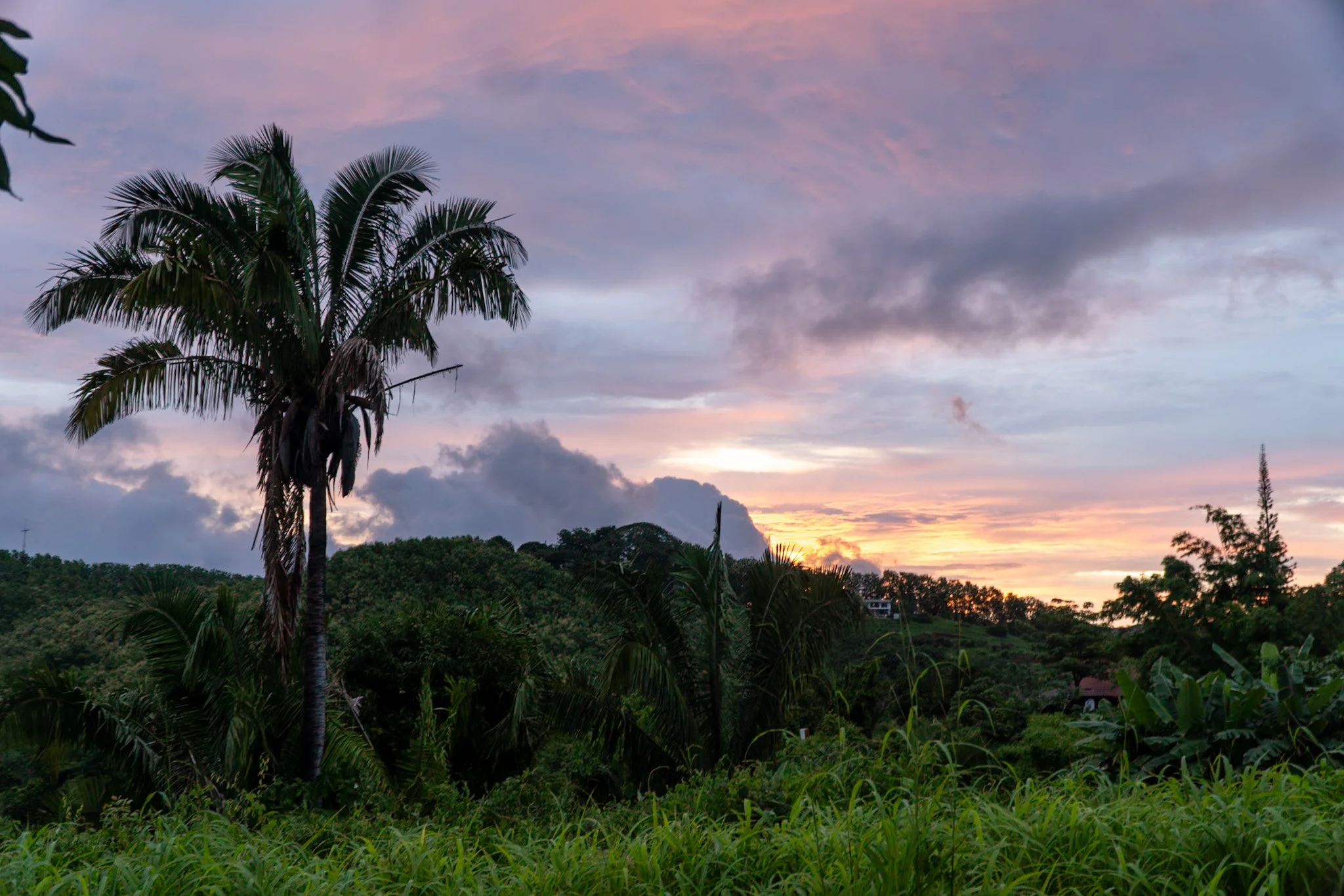Sunset over a lush green landscape with tall palm trees in the foreground and a sky with pink and purple clouds.