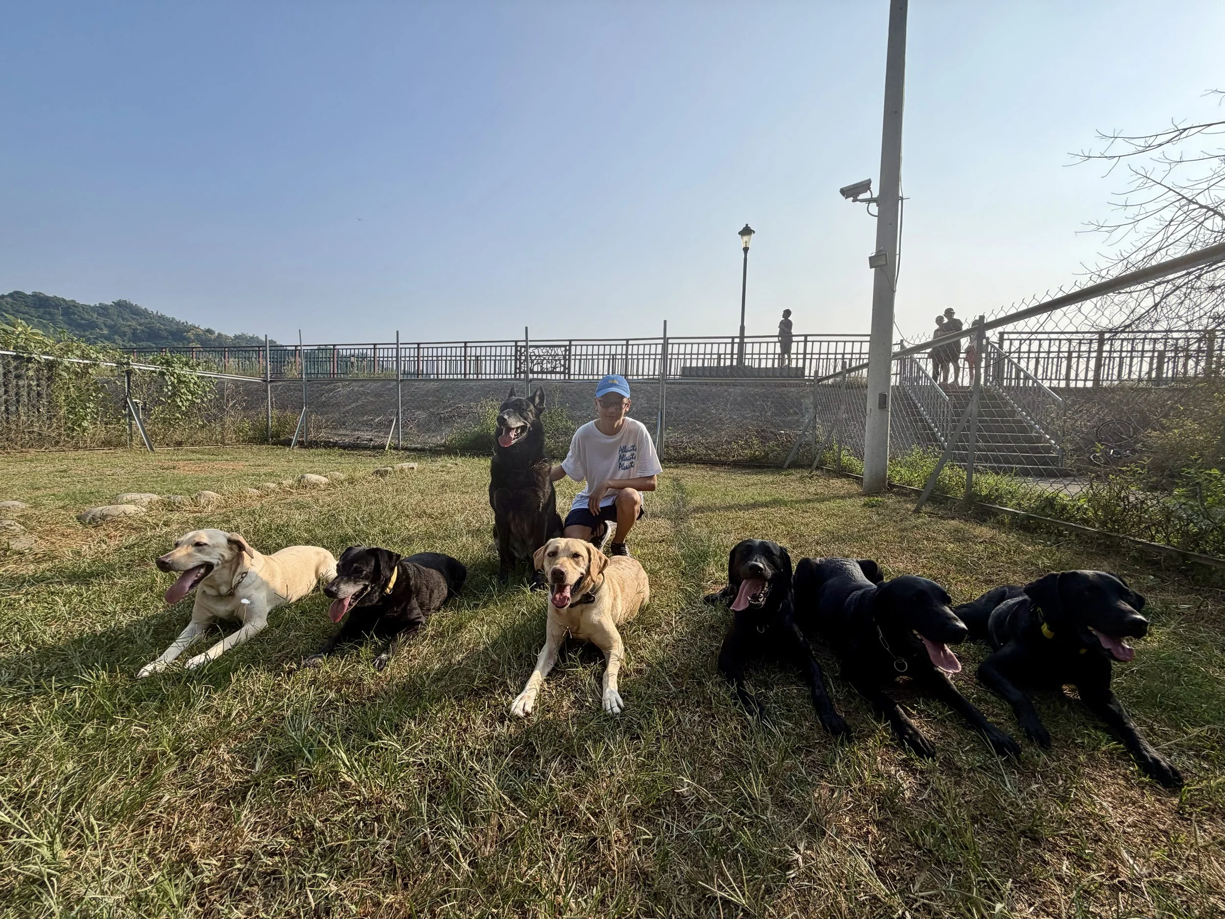 Rescue dog 1-1.jpg